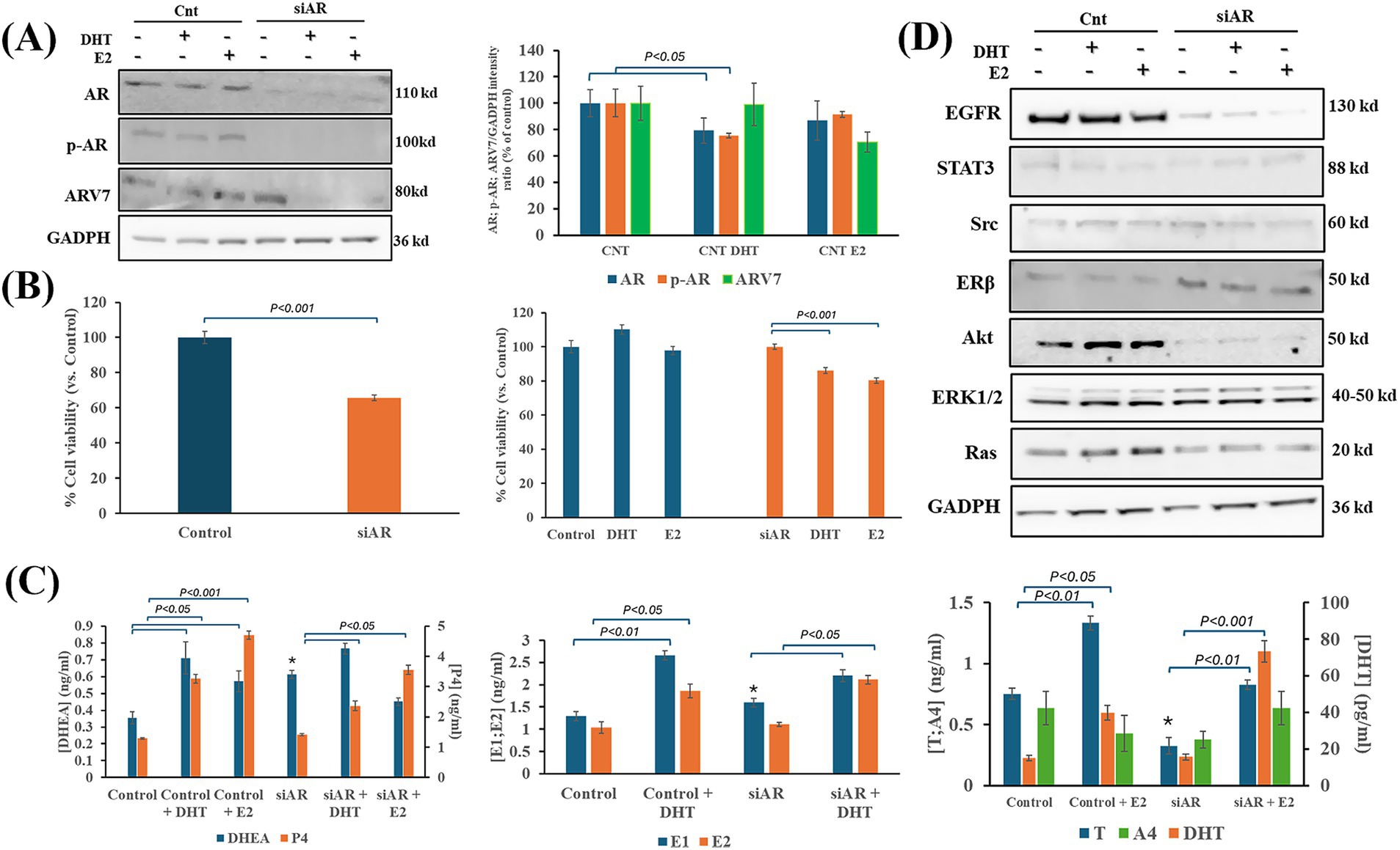 (A) Western blot analysis showing protein expression levels of AR, p-AR, ARV7, and GADPH in control and siAR groups under DHT and E2 treatments, with quantified intensity ratios. (B) Bar graphs indicating cell viability percentages in control vs. siAR groups, with statistical significance highlighted. (C) Bar graphs of DHEA and P4 concentrations across different conditions, with significant changes marked. (D) Western blot images showing expression of EGFR, STAT3, Src, ERβ, Akt, ERK1/2, Ras, and GADPH, with corresponding treatment conditions and protein size annotations. Quantitative analysis of T, A4, and DHT levels included.