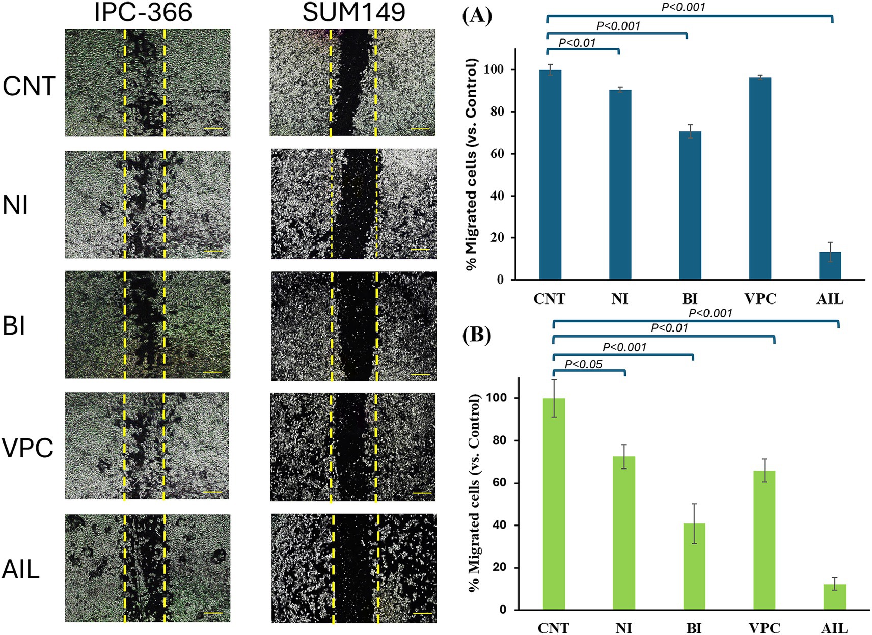 Cell migration assay results comparing different treatments with two cell lines, IPC-366 and SUM149. Microscopic images show wound healing with yellow dashed lines marking migration boundaries. Bar charts labeled A and B display percentage of migrated cells compared to control, with statistical significance indicated between treatments CNT, NI, BI, VPC, and AIL. Significant differences are highlighted with P-values.