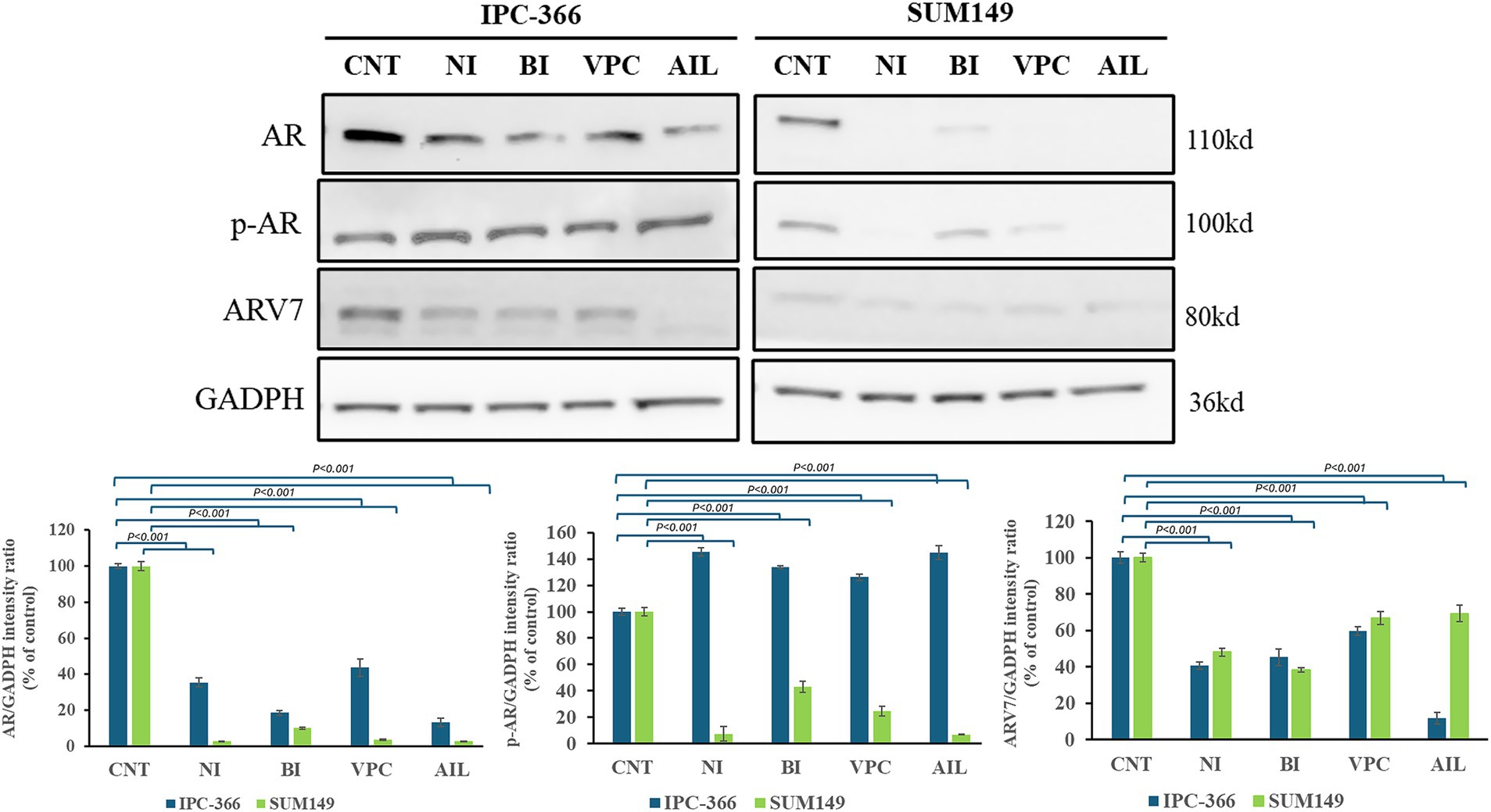 Western blot images and bar graphs show protein expression levels of AR, p-AR, and ARV7 against GADPH in IPC-366 and SUM149 cells under different treatments (CNT, NI, BI, VPC, AIL). The bar graphs illustrate quantified intensity ratios, with significant differences marked by p-values less than 0.001. The proteins have molecular weights of 110 kd, 100 kd, 80 kd, and 36 kd, respectively.