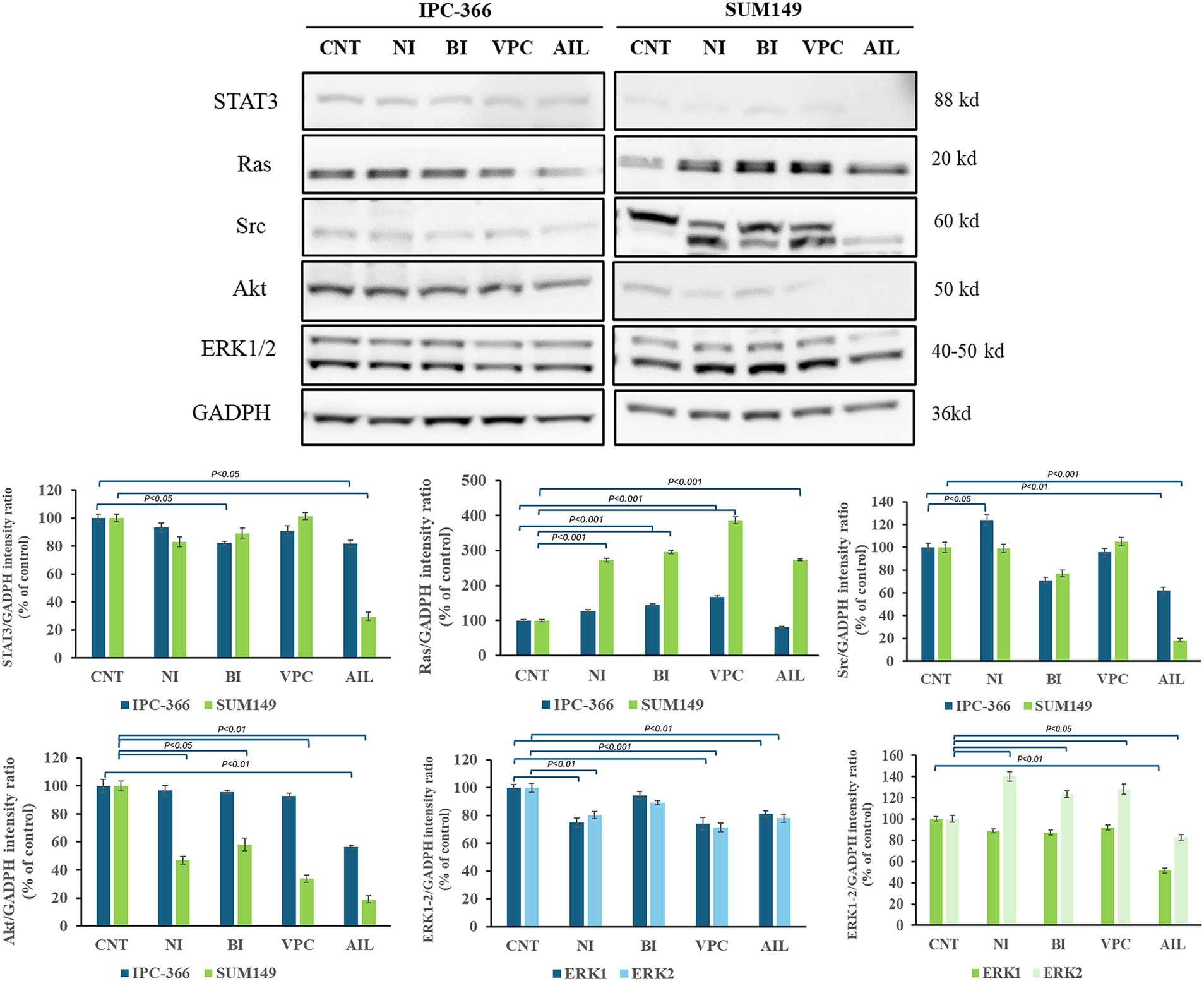 Western blot analysis and bar graphs show protein expression levels in IPC-366 and SUM149 cells. Proteins analyzed include STAT3, Ras, Src, Akt, ERK1/2, and GADPH. Molecular weights range from 20 to 88 kd. Bar graphs depict intensity ratios for STAT3, Ras, Src, Akt, and ERK1/2 compared to GADPH under various treatments: CNT, NI, BI, VPC, and AIL, with statistical significance indicated.