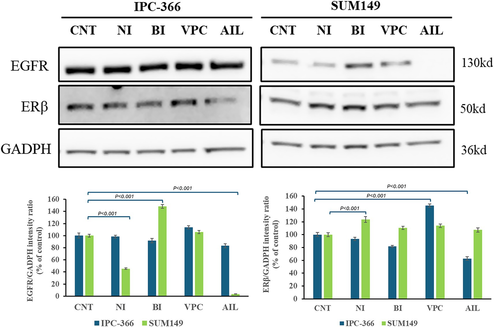 Western blot analysis and bar graphs showing protein expression levels of EGFR, ERβ, and GAPDH in IPC-366 and SUM149 cell lines. The blot displays bands for CNT, NI, BI, VPC, and AIL treatments, with molecular weights of 130 kDa, 50 kDa, and 36 kDa respectively. Bar graphs compare EGFR and ERβ intensity ratios relative to GAPDH, featuring statistical significance marked by P<0.001 for comparisons between conditions.