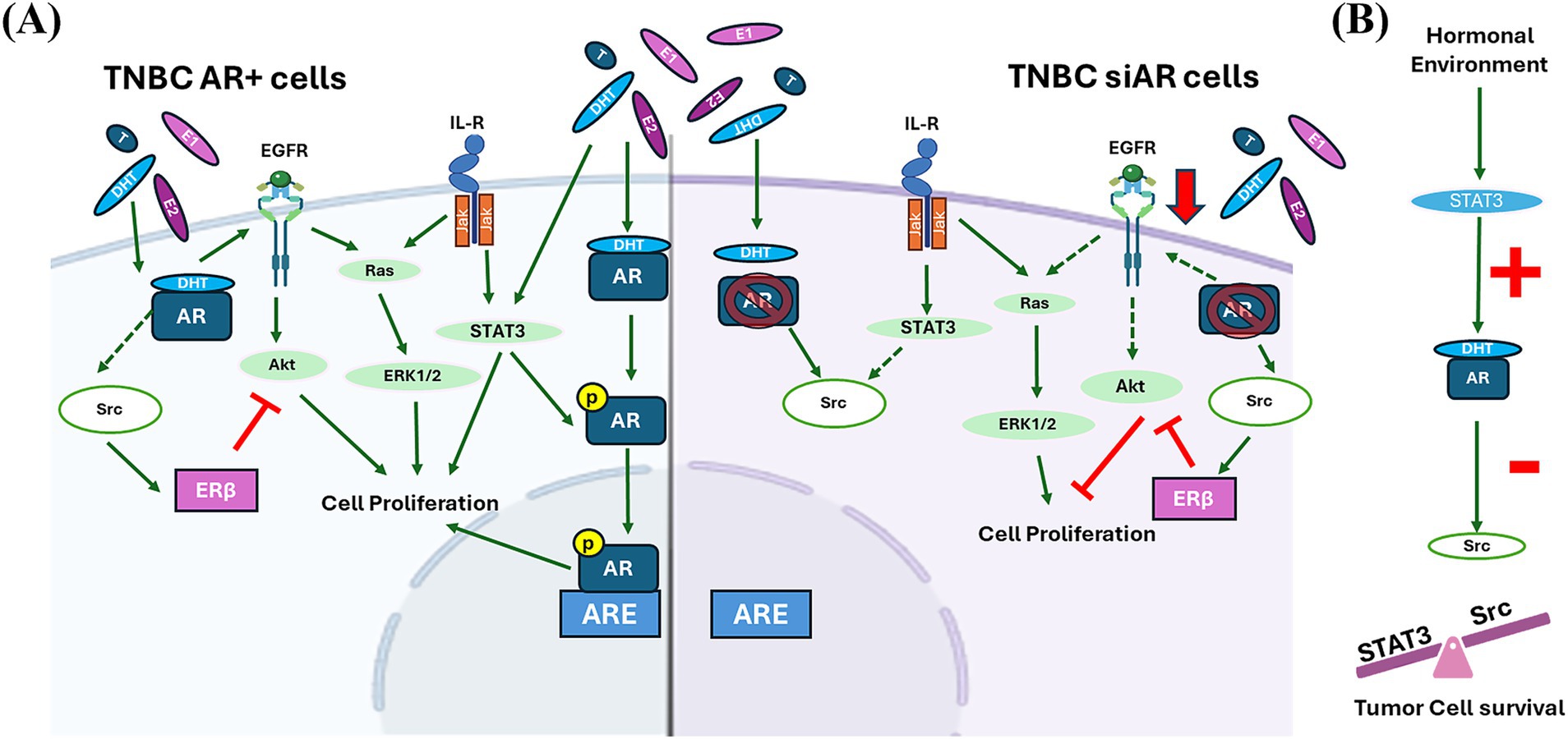 Diagram comparing signal pathways in TNBC AR+ cells and TNBC siAR cells, showing interactions between hormones, EGFR, IL-R, Akt, ERK1/2, STAT3, AR, and Src. Hormonal environment affects STAT3, AR, and tumor cell survival. Key differences include pathway activations and inhibitions, indicated by directional arrows and red bars.