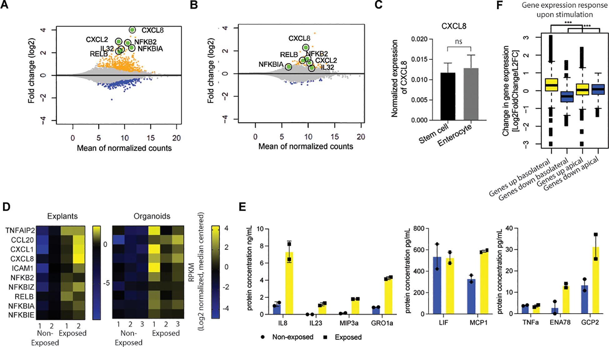 Panel A and B display MA plots comparing fold change and mean of normalized counts for genes. Panel C shows a bar graph comparing CXCL8 expression in stem cells and enterocytes. Panel D presents heatmaps of inflammatory gene expressions in explants and organoids. Panel E consists of bar charts comparing cytokine levels for non-exposed and exposed conditions in stem cells. Panel F is a box plot showing fold changes in different gene categories with statistical significance indicated in basolateral and apical exposed stem cells.