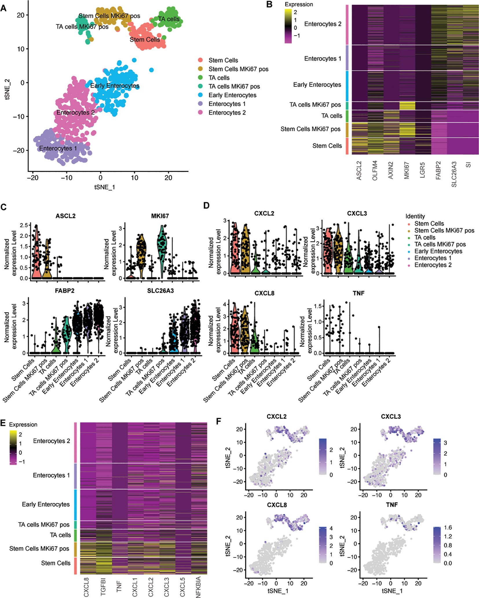 Panel A displays a t-SNE plot differentiating cell types by color, including stem cells and enterocytes. Panel B presents a heatmap of stem cells and differentiation markers gene expression across various cell types. Panel C and D feature violin plots showing expression levels of specific genes, such as ASCL2 and CXCL2, across cell categories. Panel E is another heatmap illustrating inflammatory gene expression patterns. Panel F includes four t-SNE plots visualizing expression levels of specific genes like CXCL2 and TNF across cells.
