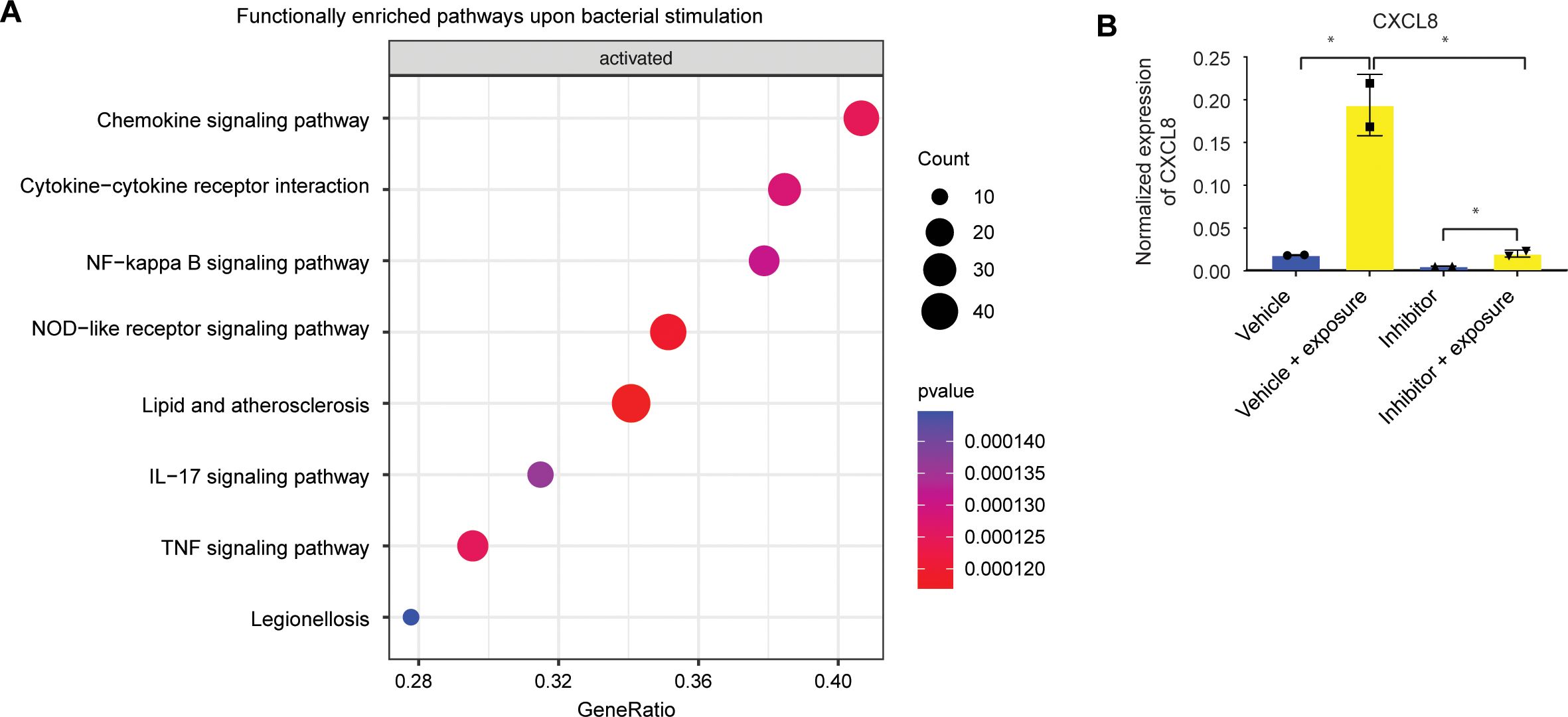 Panel A shows a bubble plot of enriched pathways activated with bubble size representing count and color indicating p-value in stem cell-enriched organoids. Key pathways include chemokine and cytokine receptor interactions. Panel B presents a bar graph of CXCL8 relative expression. Significant differences are noted between vehicle, vehicle plus exposure, NFkB inhibitor, and NFkB inhibitor plus exposure groups.