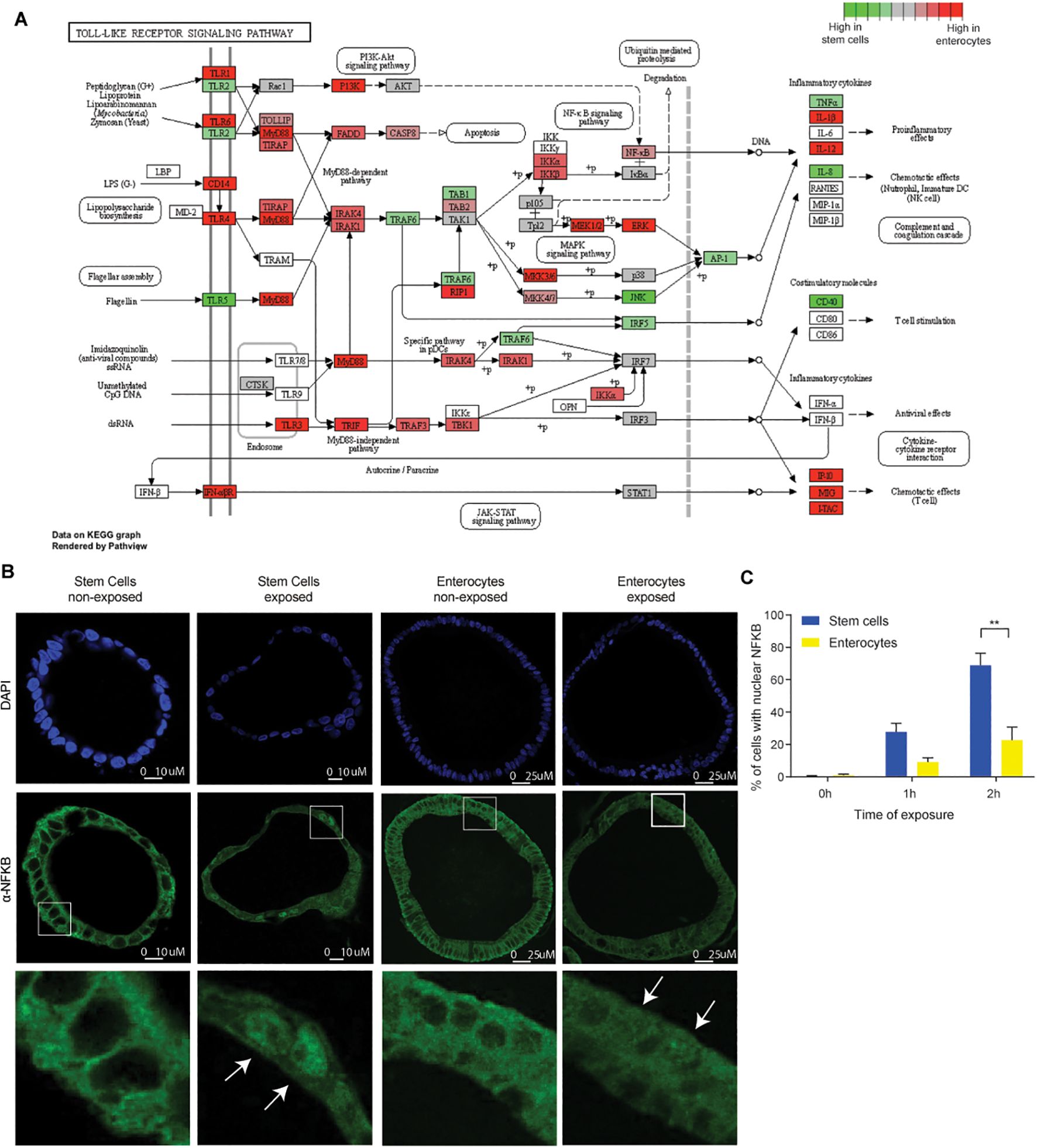 Panel A shows a diagram of the Toll-like receptor signaling pathway with color-coded components for expression in stem cells or enterocytes. Panel B contains fluorescence microscopy images of stem cells and enterocytes, both non-exposed and exposed, highlighting nuclear NF-κB activation with arrows indicating areas of interest. Panel C is a bar graph comparing the percentage of cells with nuclear NF-κB in stem cells and enterocytes over different exposure times, showing significant differences marked by asterisks.