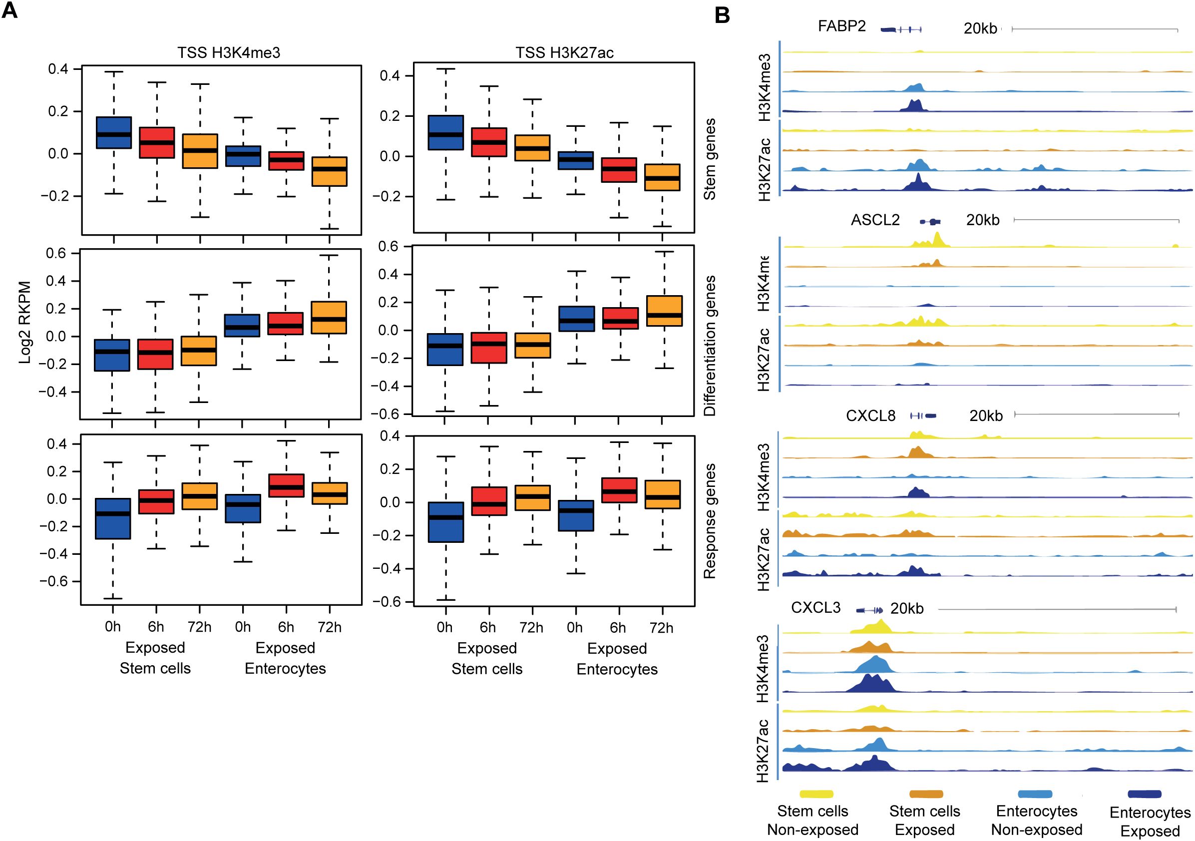 Panel A shows box plots of H3K4me3 and H3K27ac modifications at gene promoters for stem cells and enterocytes at 0, 6, and 72 hours. Panel B presents genomic tracks of histone modifications for FABP2, ASCL2, CXCL8, and CXCL3 genes, comparing different conditions such as non-exposed and exposed stem cell and enterocyte.