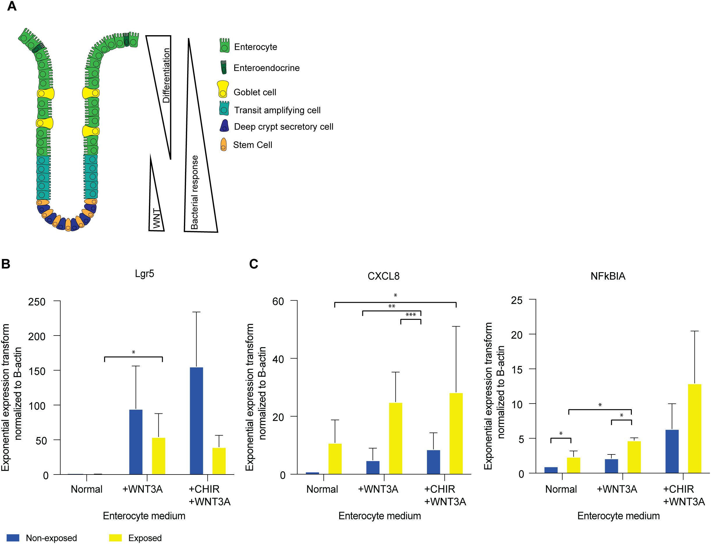 Diagram and graphs illustrating enterocyte differentiation and gene expression analysis. Panel A shows an intestinal epithelium cross-section with different cell types labeled, including enterocytes, enteroendocrine, goblet cells, transit amplifying cells, deep crypt secretory cells, and stem cells, highlighting differentiation and bacterial response. Panels B and C display bar graphs comparing exponential expression of Lgr5, CXCL8, and NFKBIA genes under normal enterocyte condition, enterocyte condition with WNT3A or WNT3A+CHIR with blue bars for non-exposed and yellow for exposed samples, showing statistical significance with asterisks.
