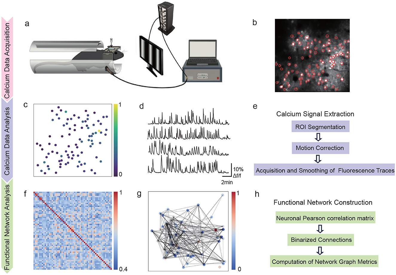 Illustration showing a process for analyzing calcium data. Panel (a) depicts a system setup for data acquisition. Panel (b) presents a fluorescence image with marked regions. Panel (c) shows a color-coded dot plot ranging from zero to one. Panel (d) features graphs of calcium signal traces over time. Panel (e) outlines steps for calcium signal extraction: ROI segmentation, motion correction, and trace smoothing. Panel (f) displays a correlation matrix heatmap with a range of 0.4 to 1. Panel (g) illustrates a network graph with connections. Panel (h) details steps for constructing a functional network.
