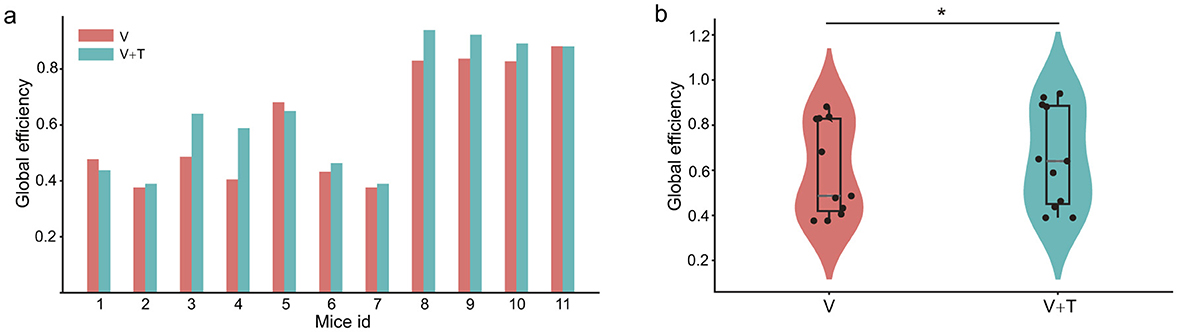 Bar and violin plots comparing global efficiency metrics for mice groups V and V+T. In the bar chart (a), efficiency values for each mouse are shown, with V+T generally higher. In the violin plot (b), global efficiency distributions show V+T with a higher median, indicating statistically significant differences.