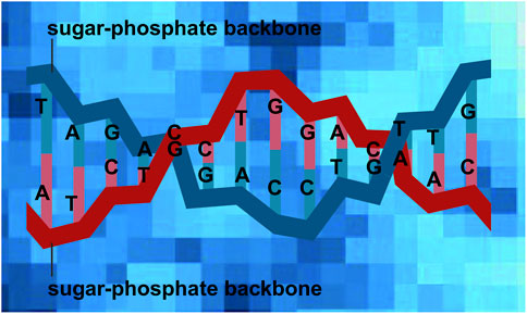 Illustration of a DNA double helix with sugar-phosphate backbone labeled. Base pairs are shown as letters A, T, G, and C connected by lines, representing adenine, thymine, guanine, and cytosine nucleotides. Background features a blue geometric pattern.