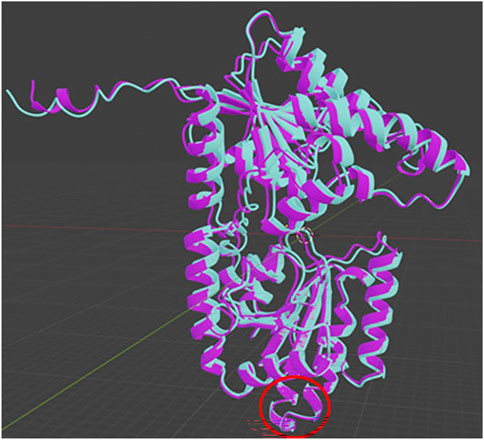Three-dimensional model of a protein structure with intertwined magenta and cyan helices and loops. A specific region is highlighted with a red circle, indicating a point of interest. The background is dark, with grid lines.