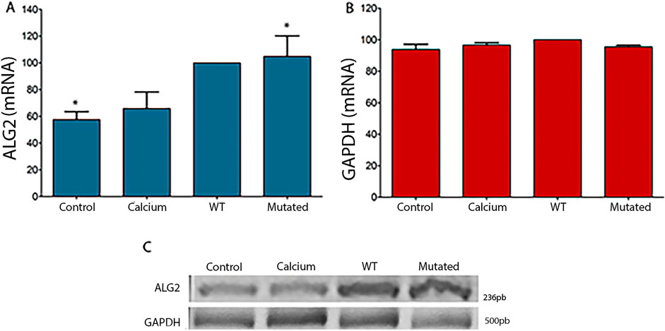 Bar charts and a gel electrophoresis image display mRNA levels. Chart A shows ALG2 mRNA with bars for control, calcium, wild type (WT), and mutated samples, with control and mutated having significant differences indicated by asterisks. Chart B shows consistent GAPDH mRNA levels across the same conditions. Panel C presents gel bands for ALG2 and GAPDH mRNA, labeled with sizes in base pairs (236 and 500).