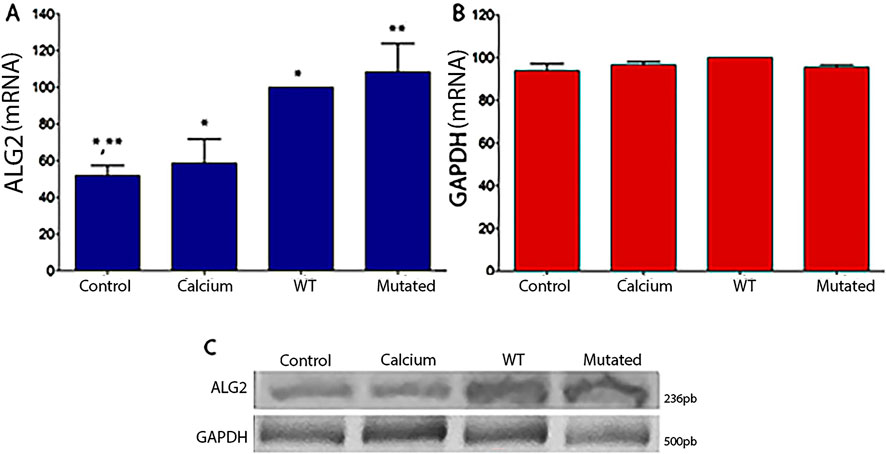 Bar graphs and a Western blot analyze ALG2 and GAPDH mRNA expression levels under four conditions: control, calcium, WT, and mutant. Graph A shows a significant increase in ALG2 expression in WT and mutant samples. Graph B shows consistent levels of GAPDH across all samples. Graph C shows bands for Alg2 and GAPDH.