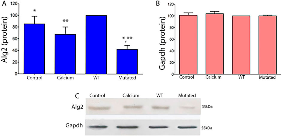 Bar graphs and a Western blot image comparing protein levels. Chart A shows alg2 protein levels where control, calcium, and WT samples have higher levels compared to mutated. Chart B depicts gapdh protein, showing consistent levels across all samples. Image C displays alg2 and gapdh bands for control, calcium, WT, and mutated samples, showing differences in band intensity.
