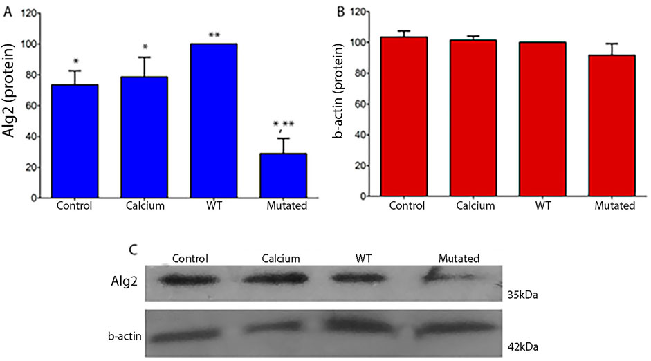 Bar graphs and Western blot analysis show protein expression levels. Graph A compares alg2 protein across four groups: Control, Calcium, WT, and Mutated, with WT having the highest and Mutated the lowest expression. Graph B shows consistent b-actin protein levels across all groups. Panel C includes corresponding Western blot bands for alg2 and b-actin, with molecular weights of thirty-five and forty-two kilodaltons, respectively.