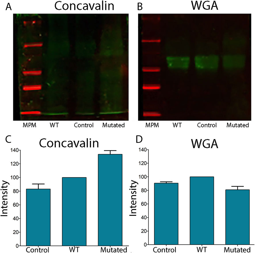 Panel A shows a gel electrophoresis image stained with concanavalin, displaying protein bands for MPM, WT, Control, and Mutated. Panel B shows a similar setup stained with WGA. Panels C and D present bar graphs showing intensity for concanavalin and WGA, respectively, with values for Control, WT, and Mutated. Concanavalin shows higher intensity in Mutated.