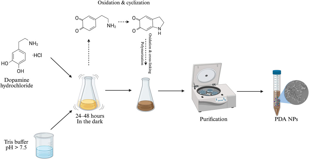 Synthesis process for polydopamine nanoparticles (PDA NPs) from dopamine hydrochloride. Tris buffer (pH > 7.5) is added, and the mixture is kept in the dark for 24-48 hours for oxidation and cyclization. Post-polymerization and cross-linking, the brown solution undergoes purification via centrifugation, resulting in PDA nanoparticles visible in a test tube.