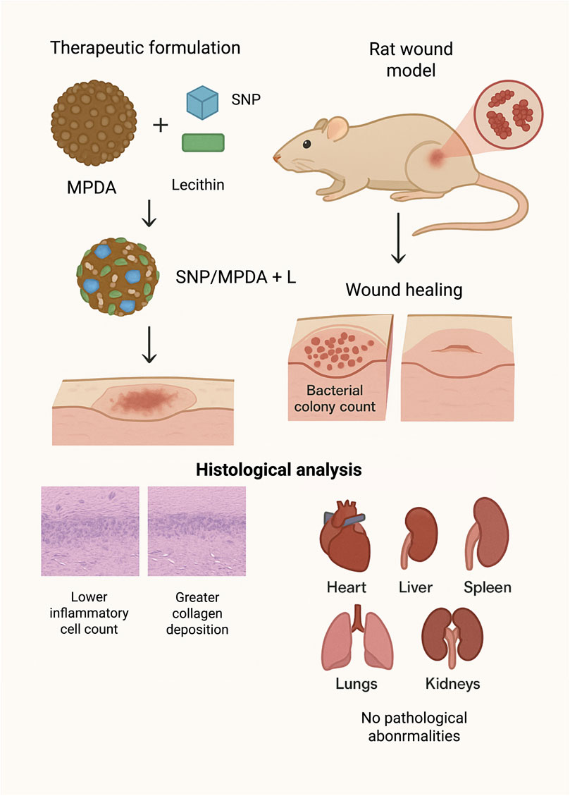 Therapeutic formulation involving MPDA, SNP, and lecithin is depicted. It is applied to a rat wound model, facilitating healing. A reduction in bacterial colonies is observed. Histological analysis shows decreased inflammation and increased collagen deposition. No pathological abnormalities are noted in the heart, liver, spleen, lungs, and kidneys.