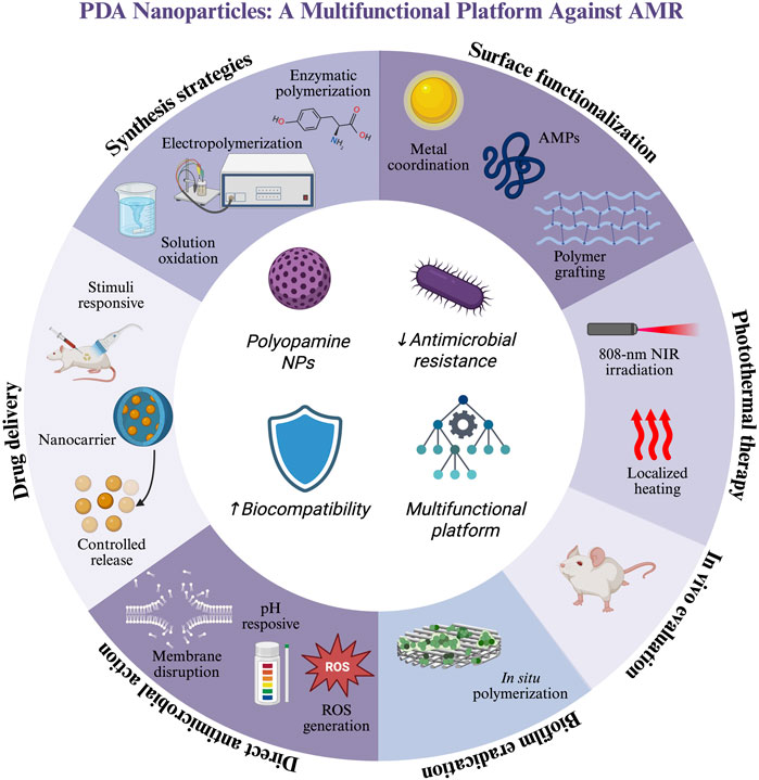 Diagram illustrating the multifunctional platform of polydopamine (PDA) nanoparticles against antimicrobial resistance (AMR). The sections depict synthesis strategies, surface functionalization, photothermal therapy, in vivo evaluation, biofilm eradication, direct antimicrobial action, and drug delivery. Key elements include electropolymerization, metal coordination, enzyme polymerization, polymer grafting, and AMP use. Benefits highlighted are increased biocompatibility, decreased antimicrobial resistance, and multifunctionality.