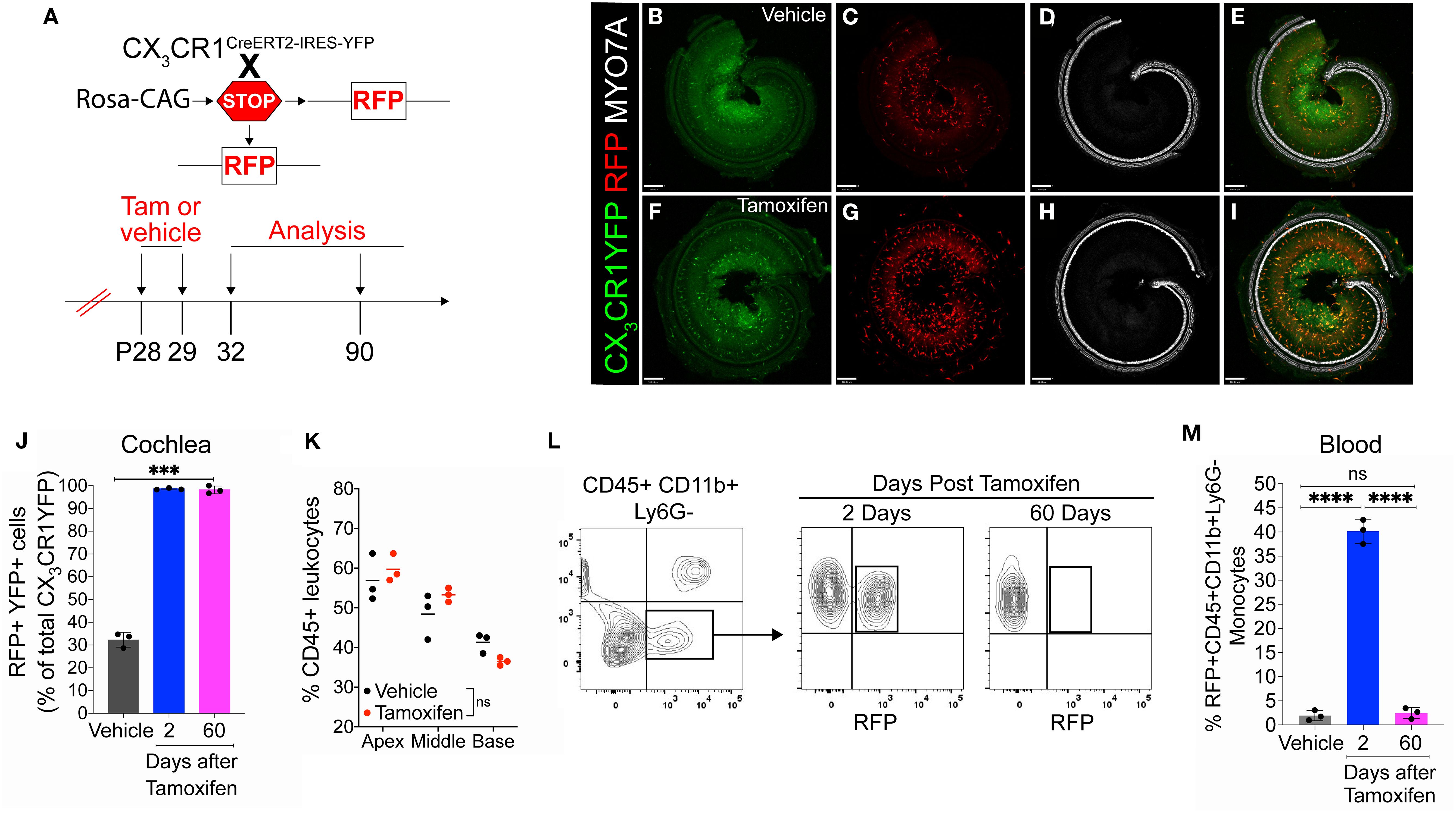 Cre recombination efficiency in CX3CR1-lineage leukocytes in adult mouse cochlea and blood in CX3CR1YFP−CreER/wt:R26RFP mice. (A) Experimental regime. (B–I) Representative confocal images of cochlear whole mounts immunostained to label for (B, F) CX3CR1-expressing macrophages (YFP/GFP; green), (C, G) Cre recombination (RFP/tdTomato; red), (D, H) sensory hair cells (Myosin 7A; white), and (E, I) merged (yellow) at 60 days post vehicle (corn oil) (B–E) or tamoxifen (F–I) injections. Scale bar = 130 μm. (J) Percentage of Cre recombination (RFP+) in YFP+ CX3CR1-expressing cochlear macrophages at 60 days after vehicle injections or at 2 and 60 days after tamoxifen injections. (K) Percentage of CD45+ leukocytes in the cochleae of vehicle- and tamoxifen-injected mice at 60 days post-injections. (L, M) Blood flow cytometry gating strategy (L) and quantification (M) of CX3CR1 lineage (CD45+, CD11b+, Ly6G−) (black box in panel L). N = 3 mice per condition in (J, K, M). Data in (J, K, M) are presented as mean ± SD. *p < 0.001, **p < 0.0001; ns, not significant; one-way ANOVA (J, M) or two-way ANOVA (K).