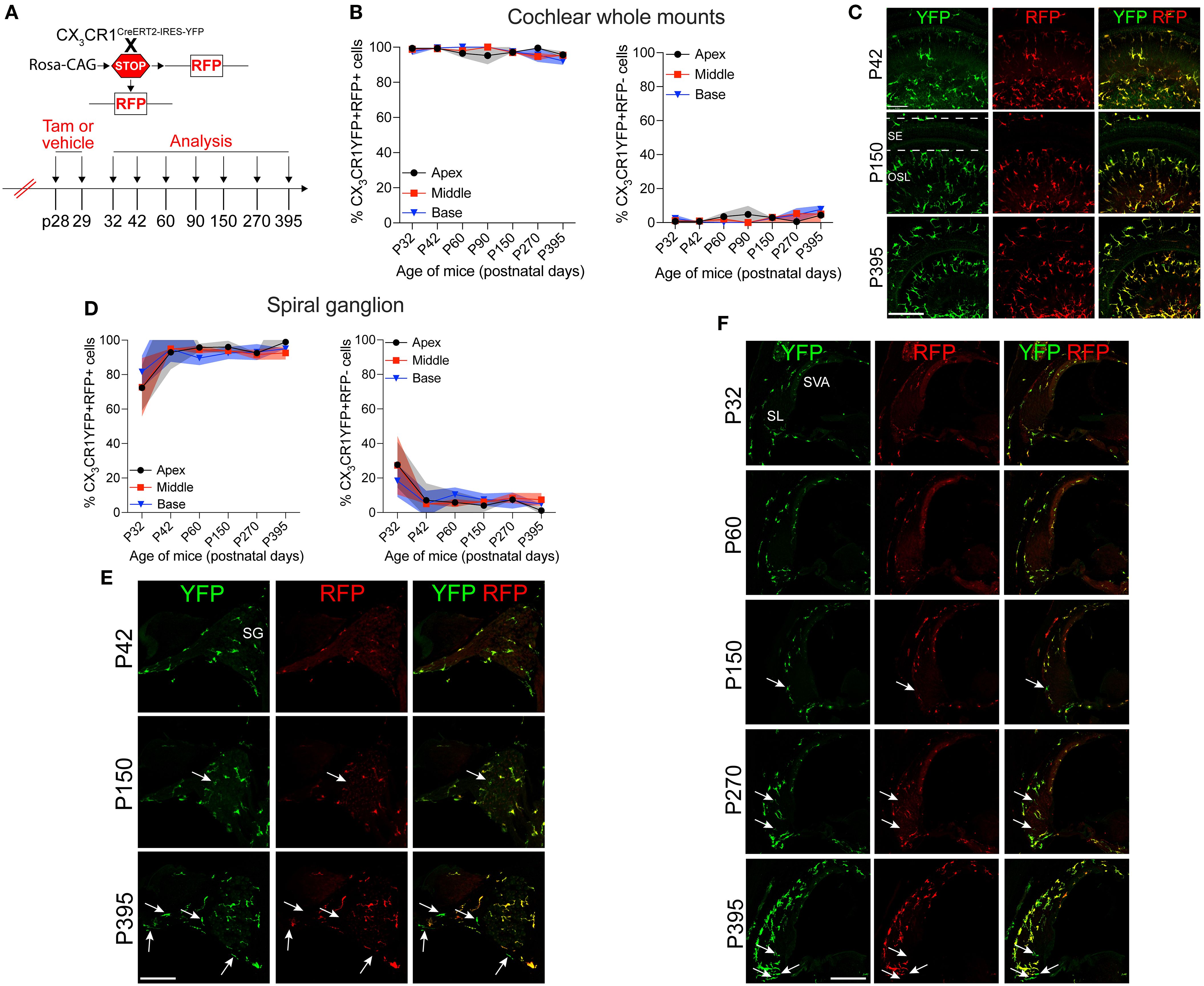 Slow turnover of cochlear resident macrophages in an adult mouse under steady state. (A) Experimental regime. (B) The percentage of CX3CR1YFP+ RFP+ resident macrophages (RM) (left) and CX3CR1YFP+ RFP− monocytes and monocyte-derived macrophages (Mo/Mo-M) (right) in mature cochlear whole mounts across a period of 1 year shows a slow turnover of resident macrophages in steady state. (C) Representative micrographs of the middle region of the cochlea show the presence of mostly the resident macrophages (YFP+ RFP+; yellow) at P42, P150, and P395. SE, sensory epithelium; OSL, osseous spiral lamina. (D) The percentage of CX3CR1YFP+ RFP+ RM (left) and CX3CR1YFP+ RFP− Mo/Mo-M (right) in the spiral ganglion (SG) across a period of 1 year shows a slow turnover of resident macrophages in steady state. (E) Representative confocal micrographs of the spiral ganglion show the presence of mostly resident macrophages (YFP+ RFP+; yellow) and very few monocyte-derived macrophages (YFP+RFP−; green, white arrows). (F) Representative confocal micrographs showing spiral ligament (SL) and stria vascularis (SVA) of the lateral wall of the basal cochlear turn show the presence of mostly resident macrophages (YFP+ RFP+; yellow) and very few monocyte-derived macrophages (YFP+ RFP−; green, white arrows). N = 3 mice per time point in (B, D). Data in (B, D) are presented as mean ± SD. Scale bar = 50 μm in (C, E, F) White arrows in (E, F) show the presence of YFP+ RFP− recruited macrophages (Mo/Mo-M) in the spiral ganglion and lower spiral ligament, respectively, as a function of biological aging.