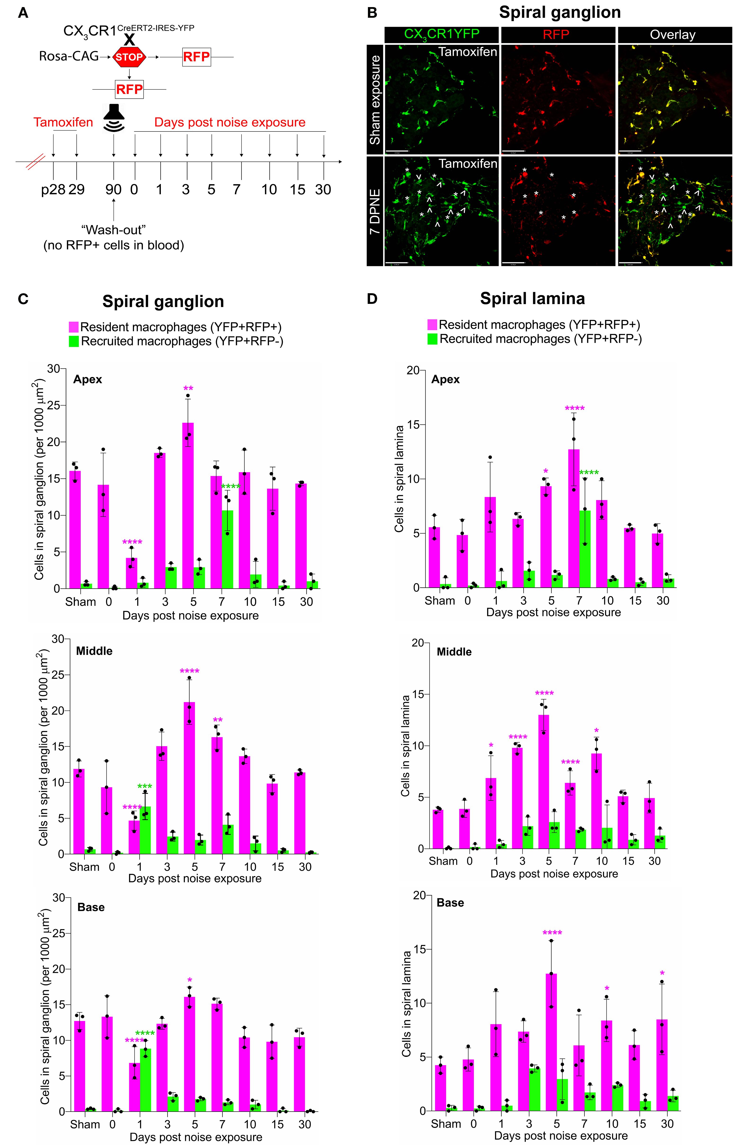 Fate mapping in CX3CR1YFP−CreER/wt:R26RFP mice distinguishes CX3CR1-expressing resident macrophages (RM) and monocytes and monocyte-derived macrophages (Mo/Mo-M) in the neuronal region of the cochlea after acoustic trauma. (A) Experimental regime. (B) Representative confocal images of the spiral ganglion from tamoxifen-injected Cre mice after sham exposure (top) and at 7 days after acoustic trauma (bottom) shows the presence of only resident macrophages (yellow overlay) after sham exposure and resident macrophages (YFP+ RFP+; yellow overlay, white asterisks) and recruited monocyte-derived macrophages (YFP+ RFP; green overlay, white arrows) after acoustic trauma. Scale bar = 50 μm. (C, D) Quantification of resident and recruited macrophages in the apical, middle, and basal spiral ganglia (C) and osseous spiral lamina (D) on different days after exposure. Data in (C, D) are presented as mean ± SD from N = 3 mice per time point. *p < 0.05, p < 0.01, p < 0.001, ***p < 0.0001; one-way ANOVA comparing macrophage numbers at different days post-noise exposure with those of the sham group. Asterisks are color-coded based on resident (magenta) or recruited (green) macrophages, as shown in the graph legends.