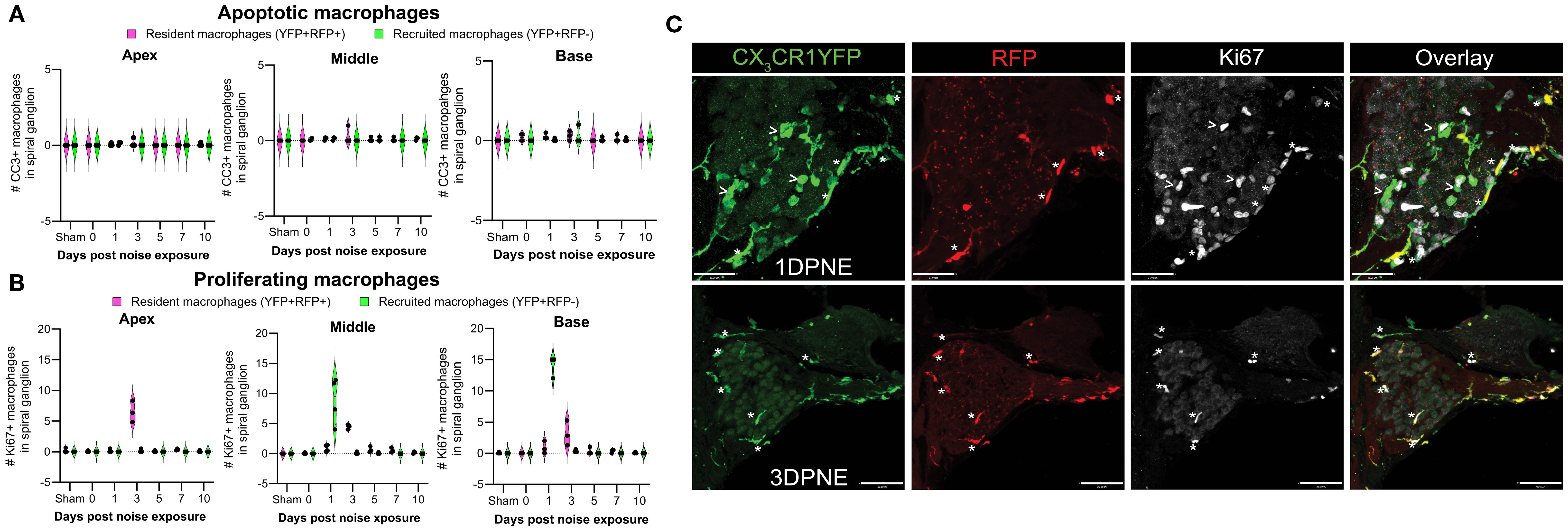 Fate of CX3CR1-expressing resident macrophages (RM) and monocytes and monocyte-derived macrophages (Mo/Mo-M). Number of (A) cleaved caspase 3 (CC3) and (B) Ki67-positive macrophages in the apical, middle, and basal spiral ganglia on different days after noise exposure. Data are plotted as mean ± SD. N = 3–4 mice per recovery time. (C) Representative confocal micrographs showing Ki67-positive resident (YFP+ RFP+; white asterisks) and recruited (YFP+ RFP−; white arrows) macrophages in the spiral ganglion of the middle turn at 1 and 3 days post-noise exposure. Scale bars = 31 μm (top panel) and 70 μm (bottom panel) in (C).