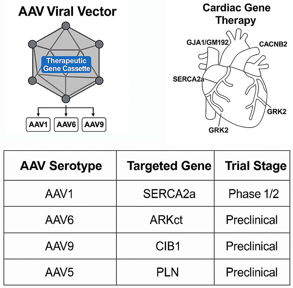 Diagram illustrating AAV viral vector and cardiac gene therapy. The AAV viral vector includes a therapeutic gene cassette with serotypes AAV1, AAV6, and AAV9. Cardiac gene therapy targets genes like SERCA2a, CACNB2, GRK2, and GJA1/GM192 in the heart. A table lists AAV serotypes (AAV1, AAV6, AAV9, AAV5), targeted genes (SERCA2a, ARKct, CIB1, PLN), and corresponding trial stages, noting that AAV1 is in Phase 1/2 and others are preclinical.