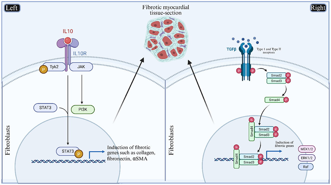 Diagram illustrating signaling pathways involved in fibrotic gene induction. The left side shows IL10 signaling with IL10R, Tyk2, JAK, and downstream activation of STAT3 and PI3K leading to fibrotic gene induction in fibroblasts. The right side depicts TGFβ signaling through Type I and II receptors, activating Smad proteins which also lead to fibrotic gene induction, involving MEK1/2, ERK1/2, and Raf. Both pathways are related to fibrotic myocardial tissue sections.
