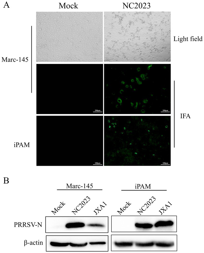Panel A displays light field and immunofluorescence assay (IFA) images of Marc-145 and iPAM cells under