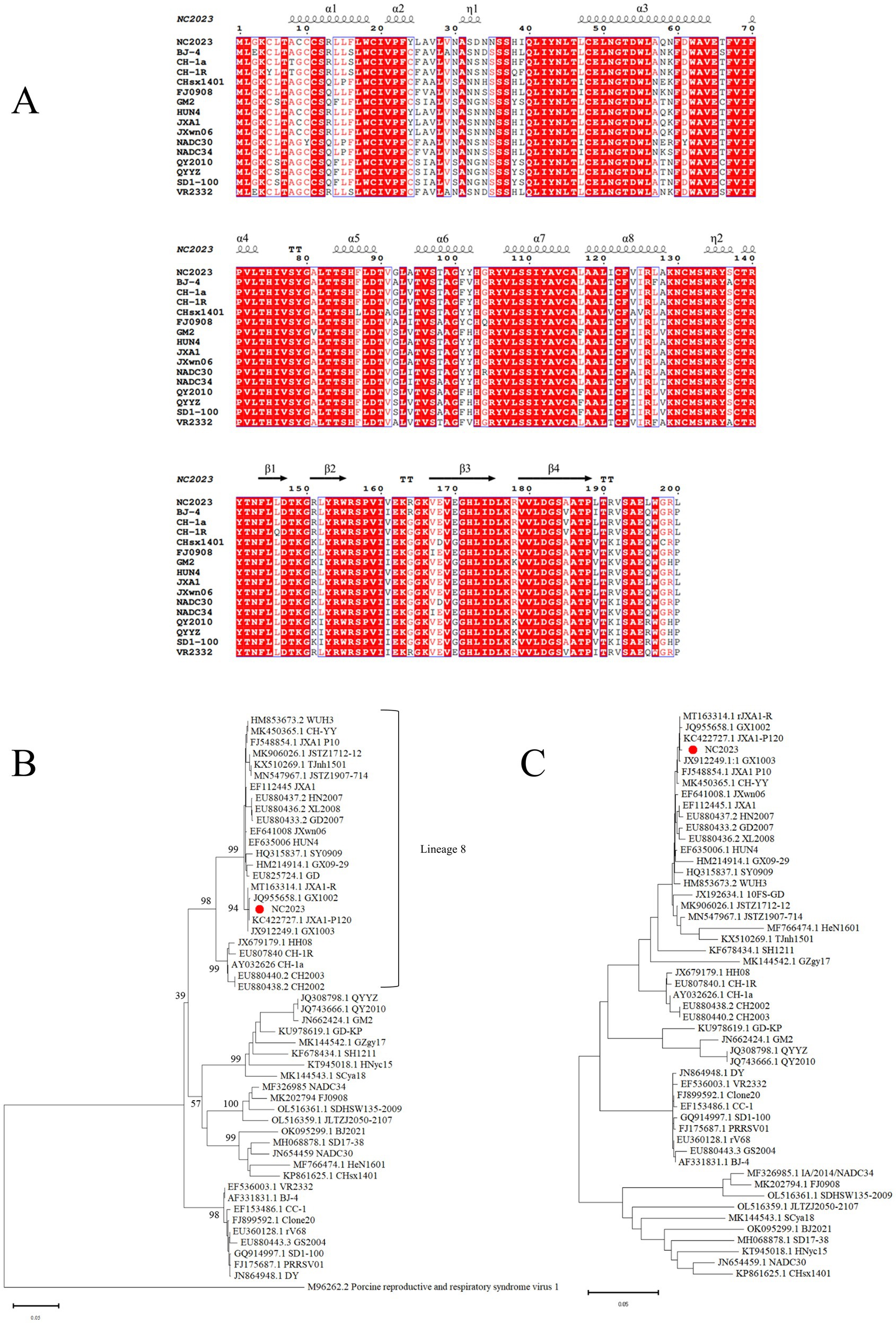 Panel A shows a color-coded protein sequence alignment of various samples marked with identifiers, highlighting conserved regions in red. Panel B presents a phylogenetic tree depicting evolutionary relationships among different lineages, with numerical support values on branches. Panel C is another phylogenetic tree emphasizing lineage 8, also with branch support values and similar identifier annotations.