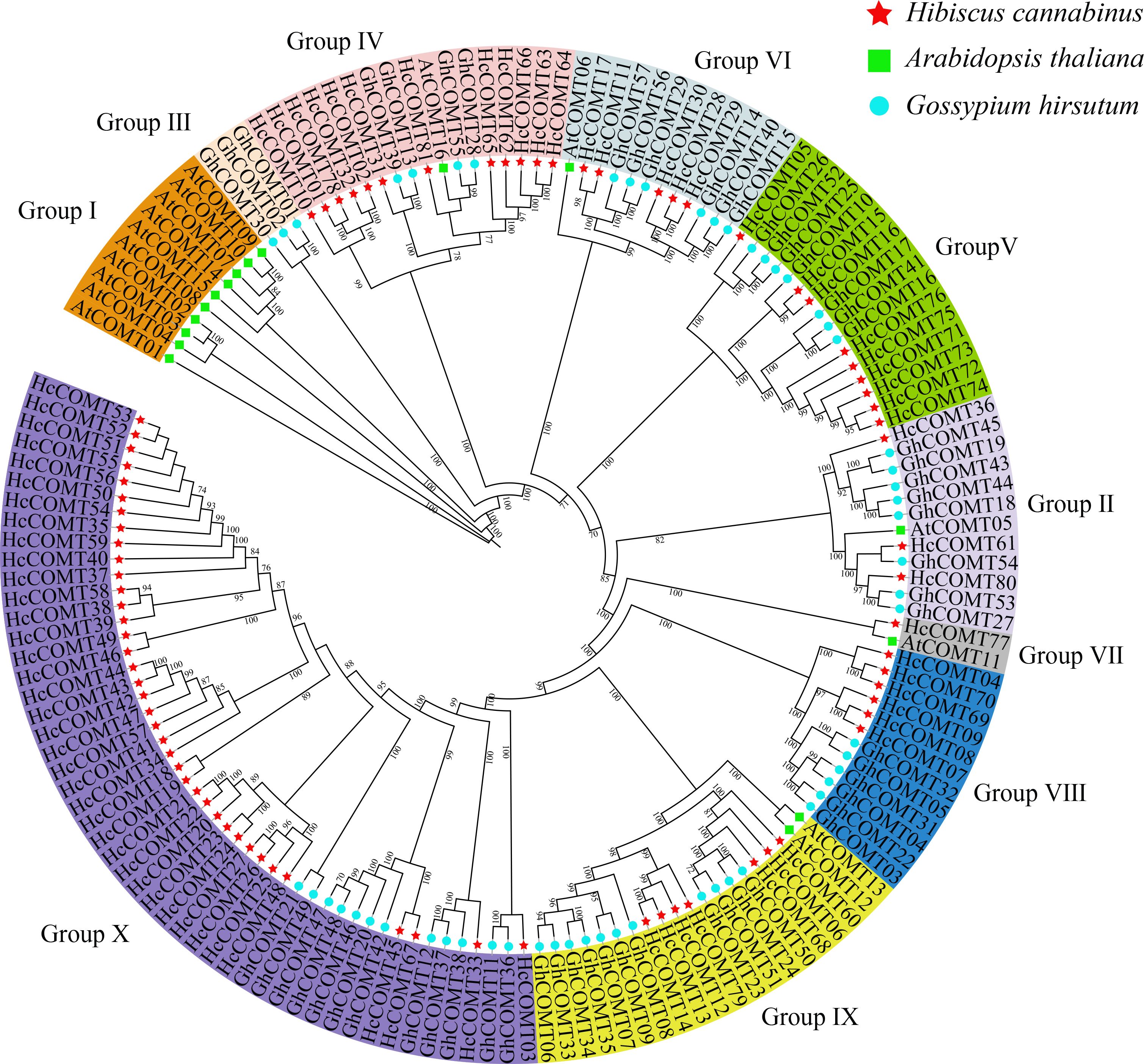 Circular phylogenetic tree illustrating gene relationships among Hibiscus cannabinus, Arabidopsis thaliana, and Gossypium hirsutum. Different groups are marked by segments labeled Group I to Group X, with distinct colors. Hibiscus genes are marked with red stars, Arabidopsis with green squares, and Gossypium with blue circles.