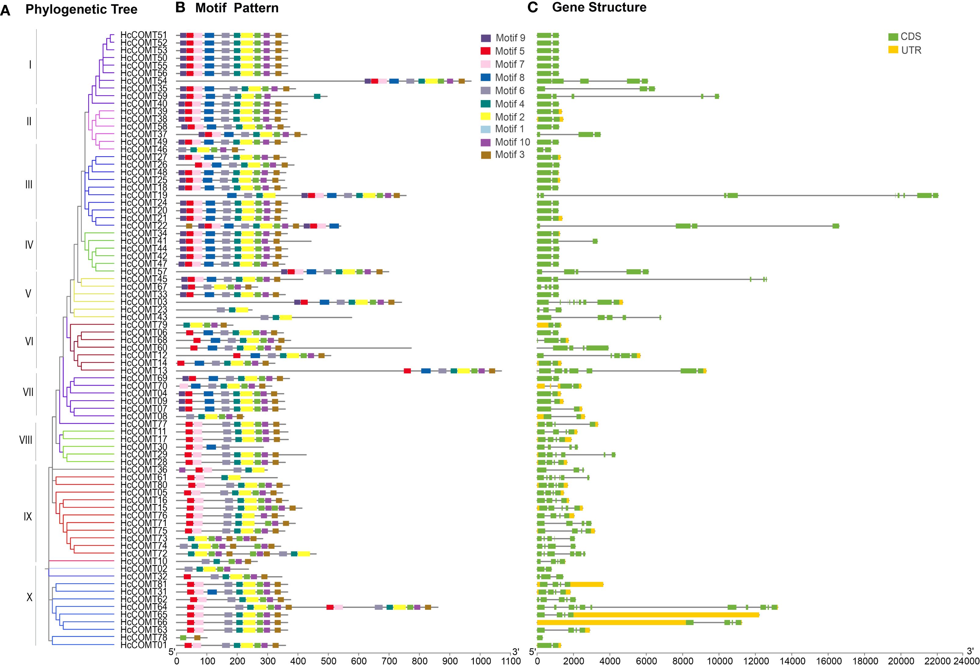 Phylogenetic tree (A) with ten groups labeled I to X, showing colored branches. Motif pattern (B) displays sequences with motifs labeled one to ten using distinct colors. Gene structure (C) shows green and yellow bars representing coding sequences (CDS) and untranslated regions (UTR), respectively, aligning with entries in A and B.
