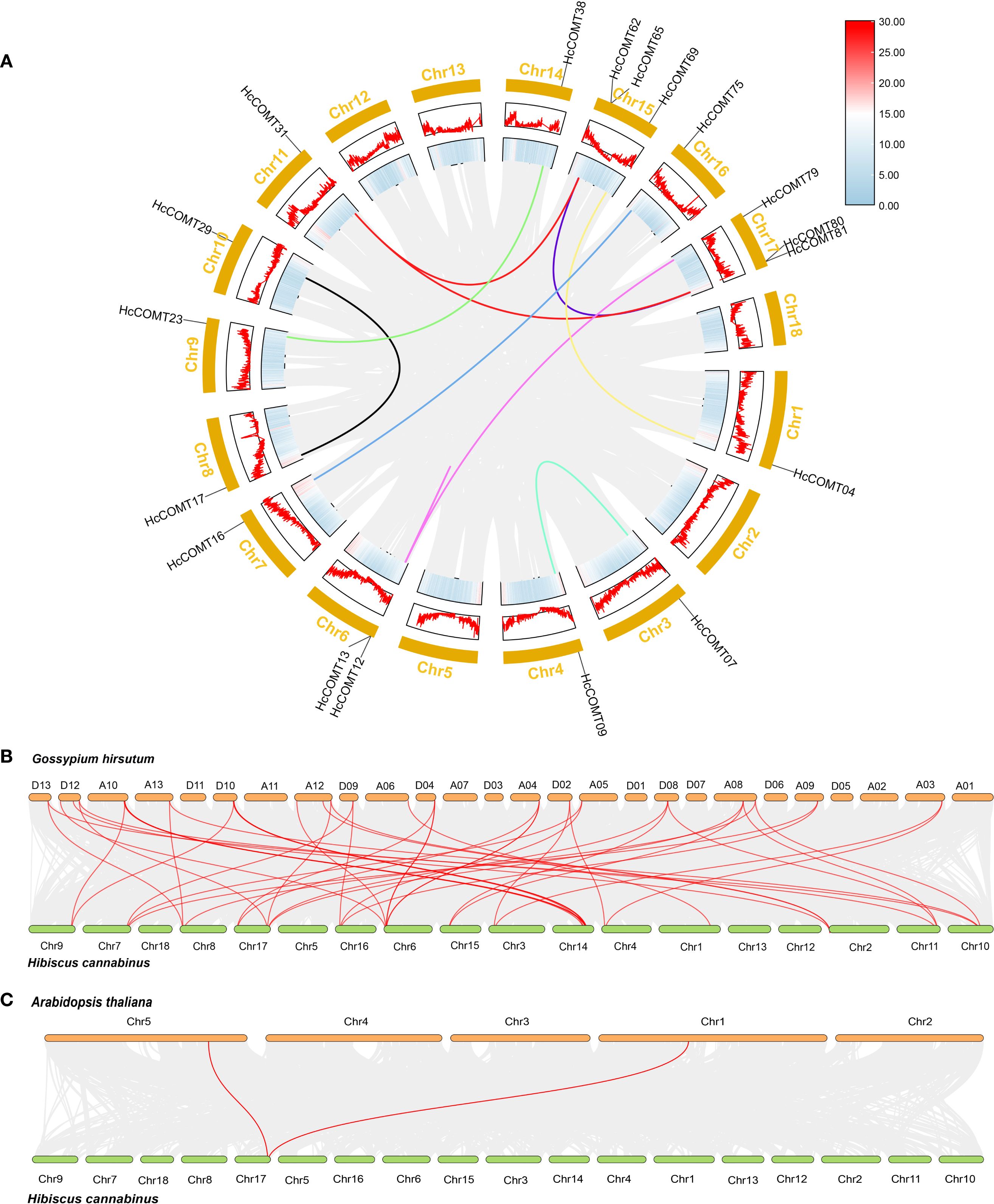Circular diagram (A) displays genetic mapping with chromosomes labeled Chr1 to Chr15, featuring colored connections and heatmaps. Diagram (B) compares gene synteny between Gossypium hirsutum and Hibiscus cannabinus, while diagram (C) shows synteny between Arabidopsis thaliana and Hibiscus cannabinus, highlighting select red lines for key gene similarities.