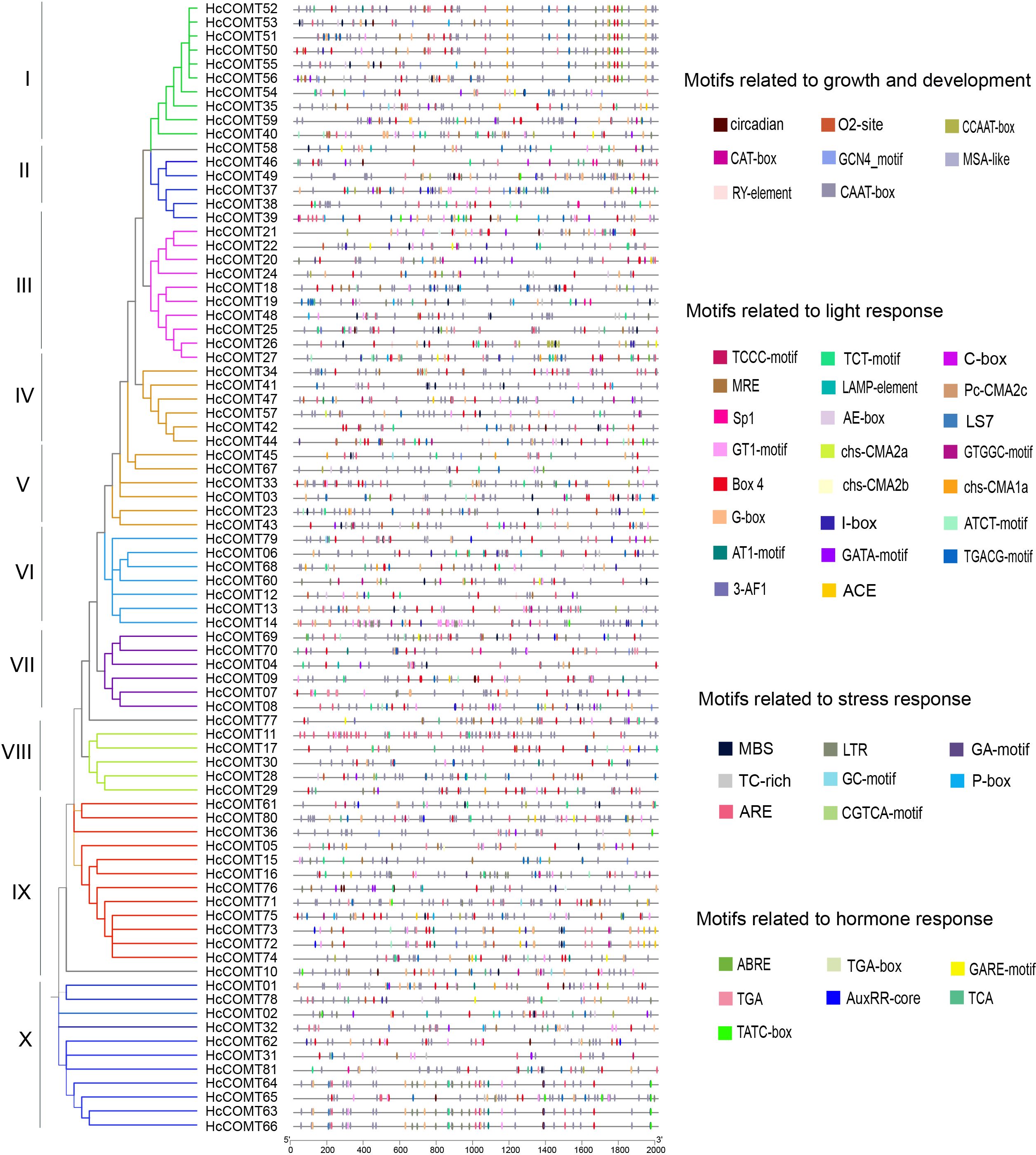 Phylogenetic tree showing ten groups labeled I to X, each with various HcCOMT genes. Right side lists motifs related to growth, light, stress, and hormone responses, represented in different colors.