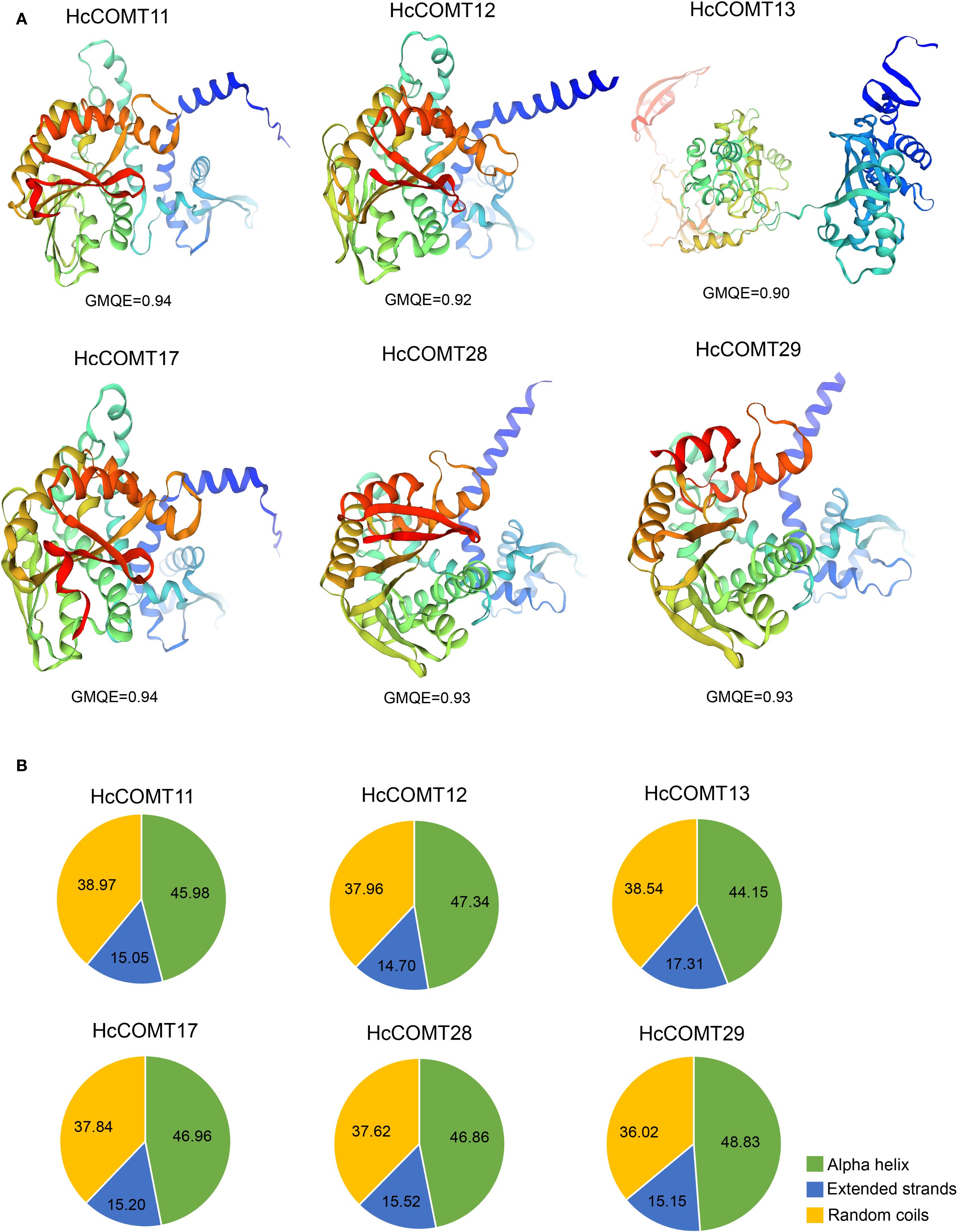 Panel A shows three-dimensional ribbon structures of six protein models labeled HcCOMT11, HcCOMT12, HcCOMT13, HcCOMT17, HcCOMT28, and HcCOMT29, colored in shades of red, orange, green, and blue, with GMQE scores displayed for each. Panel B presents pie charts for the same protein models, showing the percentage breakdown of alpha helices, extended strands, and random coils.