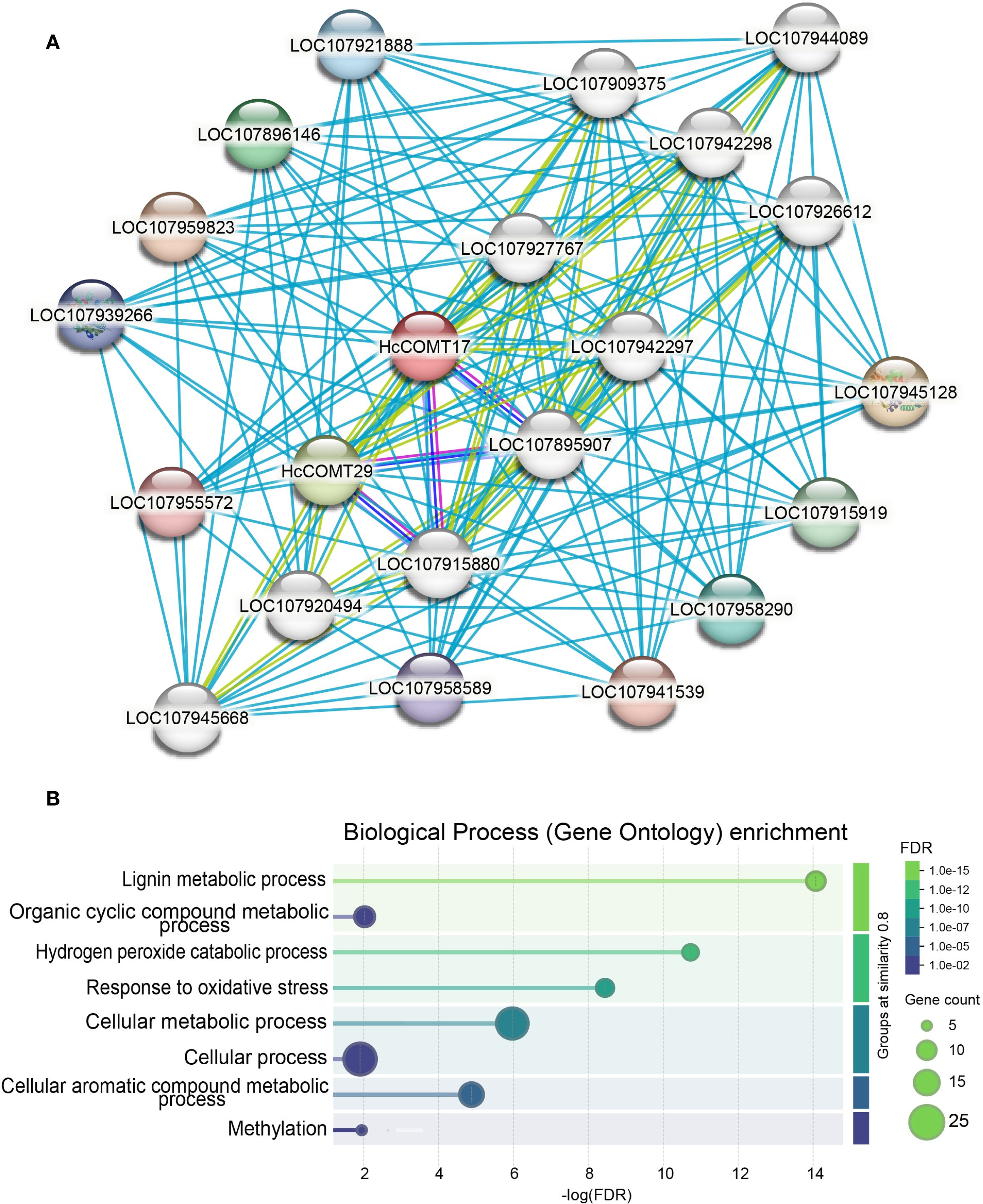 Diagram A shows a network of interconnected nodes representing gene interactions. Nodes are labeled with LOC identifiers and HcCOMT designations. Diagram B is a bubble chart depicting Biological Process enrichment with processes like lignin and cellular metabolism on the y-axis, and -log(FDR) on the x-axis. Bubble sizes indicate gene count, and colors reflect FDR values.