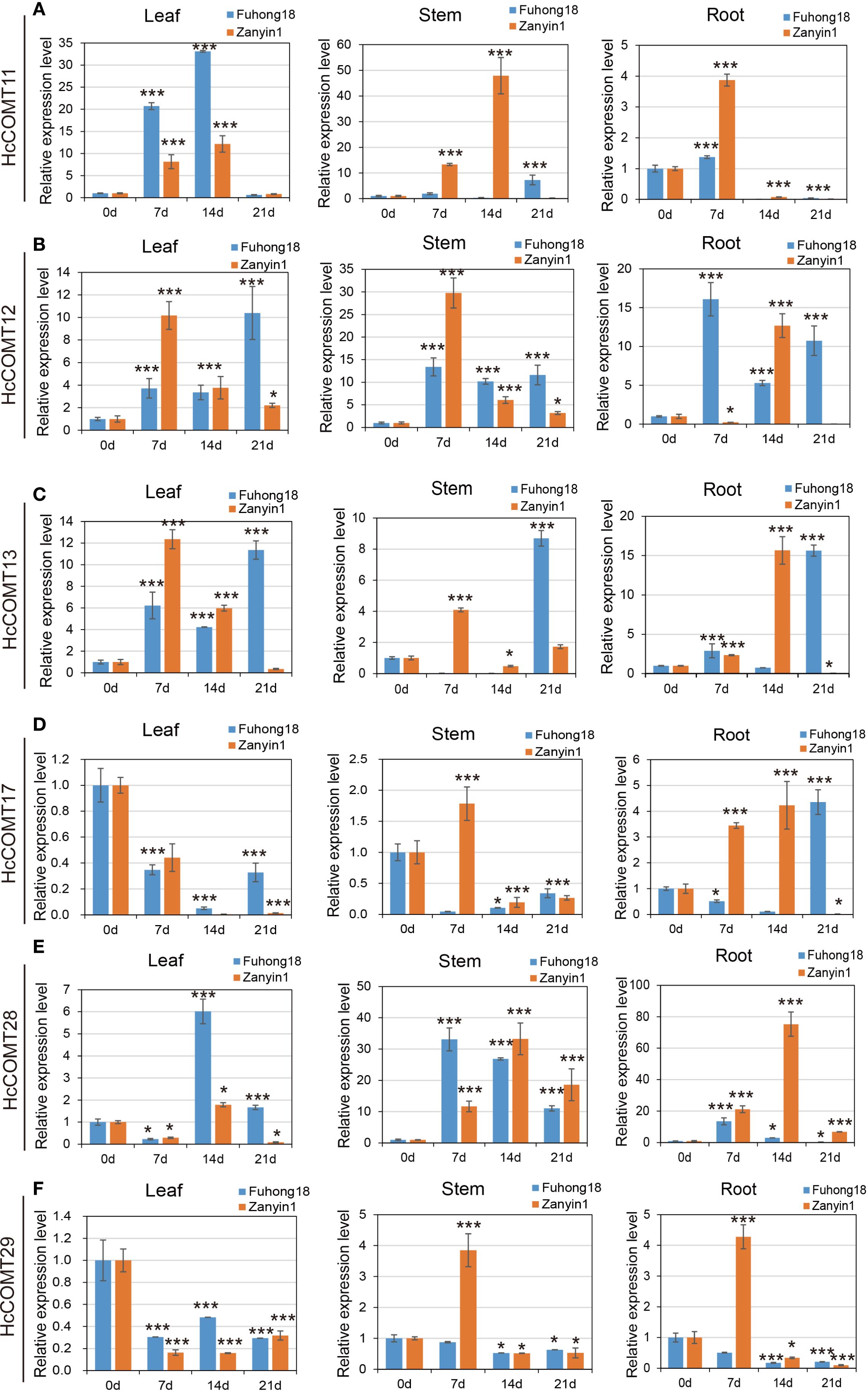 Bar graphs A to F depict relative expression levels of HCCOMT11, HCCOMT12, HCCOMT13, HCCOMT17, HCCOMT28, and HCCOMT29 in leaf, stem, and root tissues over 0, 7, 14, and 21 days. Comparisons are shown between Fuhong18 (blue) and Zanyin1 (orange) varieties, with significant differences marked by stars.