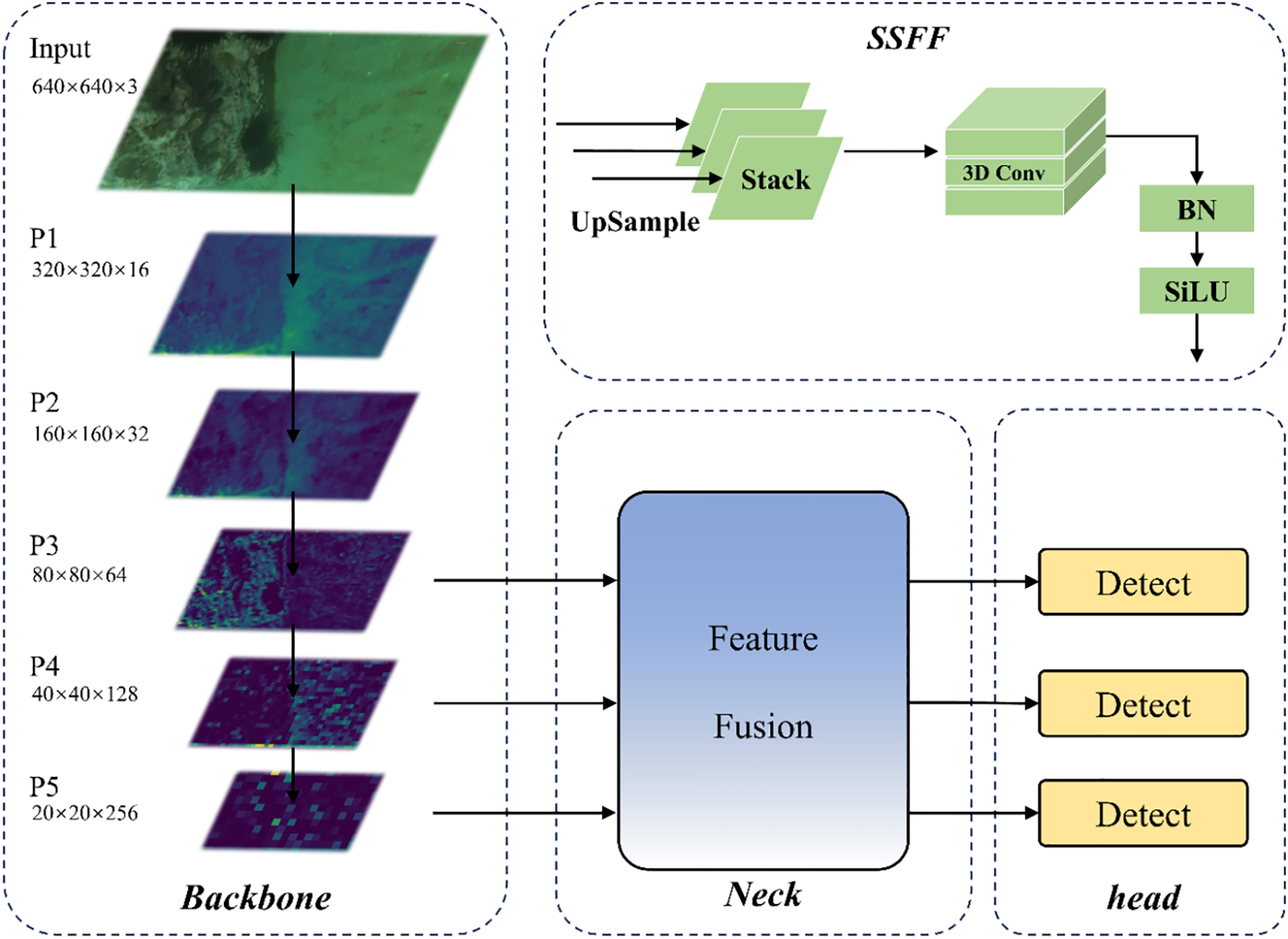 Diagram illustrating a neural network architecture. The left section depicts the backbone with downsampled feature maps from input to P5, progressively halving dimensions and increasing channels. The top right illustrates SSFF with upsampling, stacking, 3D convolution, batch normalization, and SiLU activation. The center shows the neck featuring feature fusion. The right section displays three detection heads following the neck.