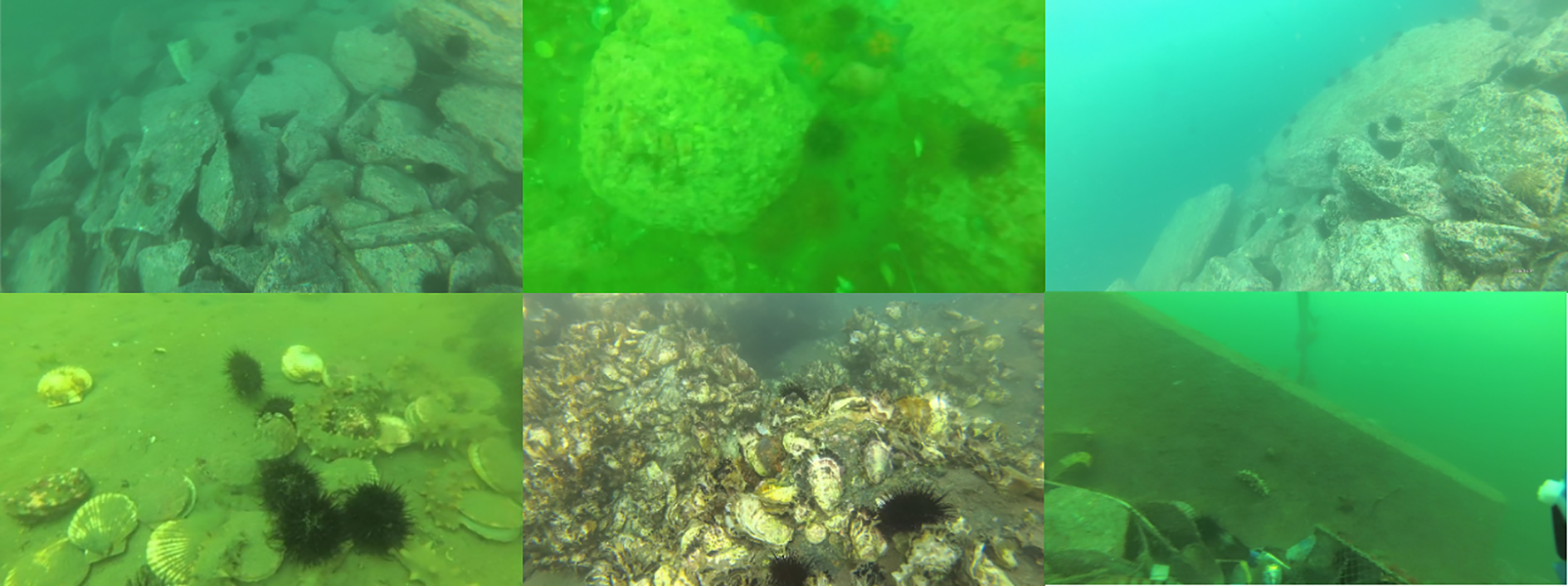 Composite of six underwater images showing diverse seafloor environments with varying visibility. Top left: rocky seabed with scattered rocks. Top center: blurry, green-hued scene with indistinct objects. Top right: rocky formations with clearer water. Bottom left: sea urchins and shells on sandy bottom. Bottom center: cluster of shells and marine life. Bottom right: algae-covered surface with indistinct objects in murky water.