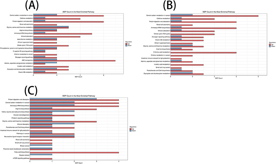 Three bar charts labeled A, B, and C compare DEP (Differentially Expressed Protein) counts in various enriched pathways. Each chart features pathways on the y-axis and DEP counts on the x-axis, with differentiation of regulation into up (red) and down (blue). Chart A highlights high counts in central carbon metabolism and caffeine metabolism. Chart B shows lofty counts in the same pathways but with additional significant contributions from diverse metabolism pathways. Chart C emphasizes protein digestion and central carbon metabolism, showcasing varied pathway engagements across the charts.