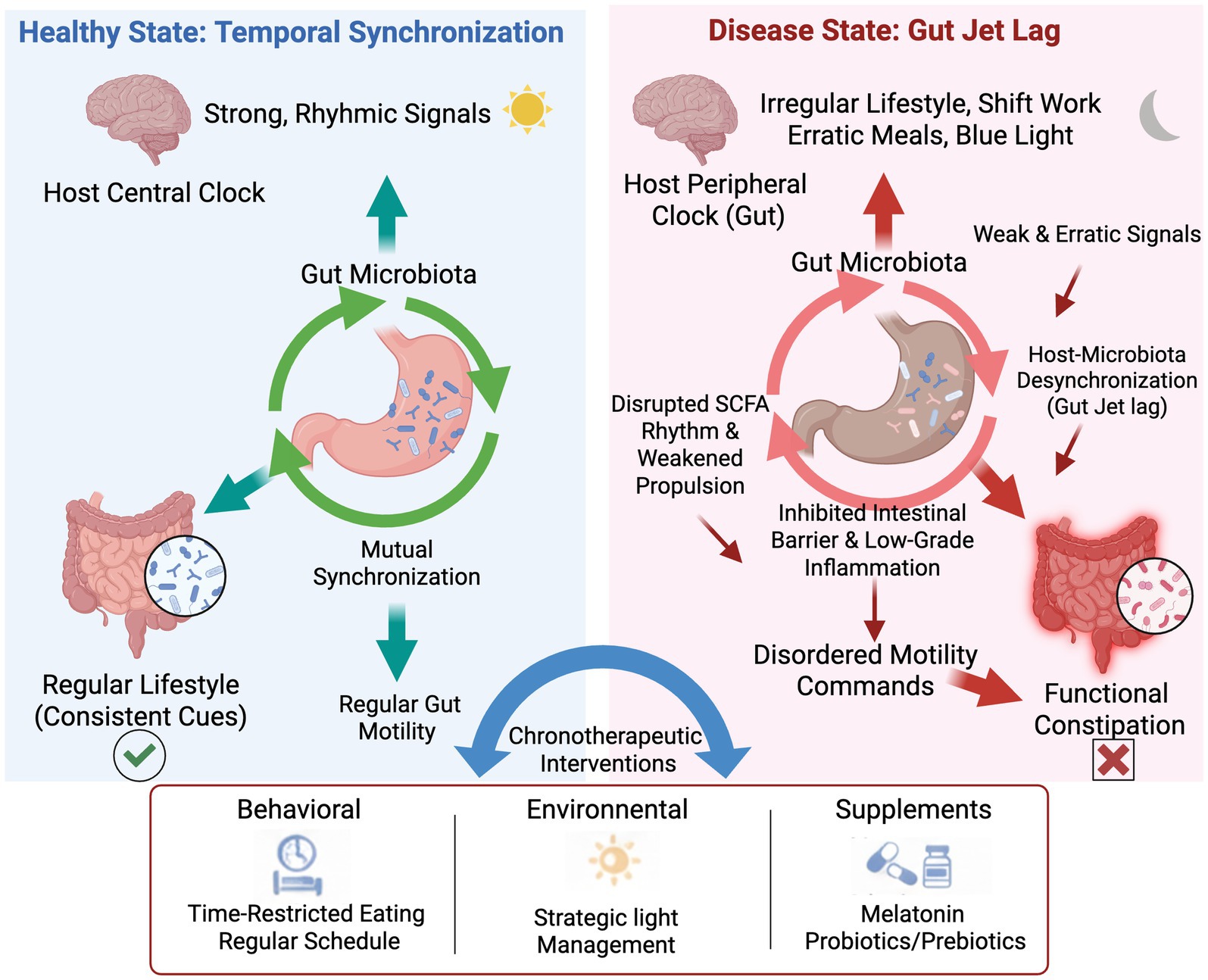 Comparison graphic showing the differences between a healthy state with temporal synchronization and a disease state with gut jet lag. The healthy side depicts a synchronized gut microbiota and regular gut motility due to strong rhythmic signals from the host central clock and a regular lifestyle. The disease side illustrates desynchronization in the gut, disrupted rhythms, inflammation, and constipation caused by an irregular lifestyle and weak signals from the host peripheral clock. Chronotherapeutic interventions suggested include behavioral changes, environmental management, and supplements.