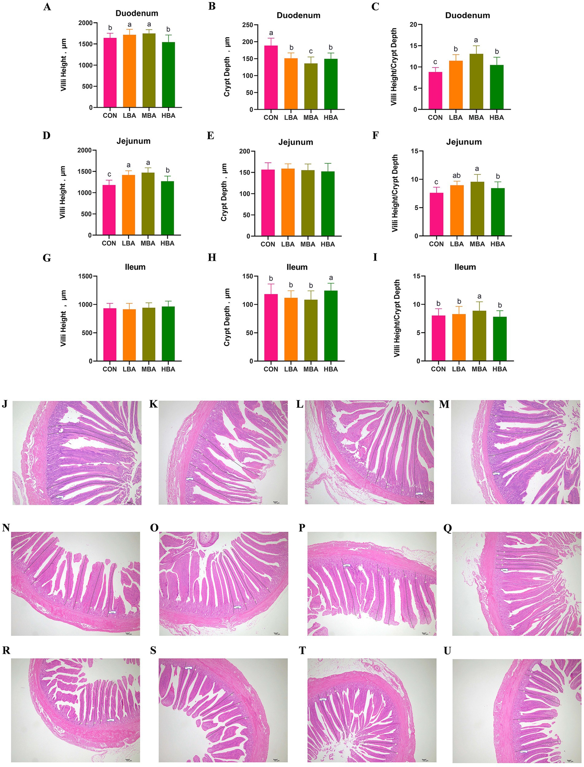Charts labeled A-I display measurements of intestinal villi and crypts for the duodenum, jejunum, and ileum across four treatment groups: CON, LBA, MBA, HBA. Images J-U show microscopic sections of intestinal tissues corresponding to the same groups, highlighting differences in structure and morphology.
