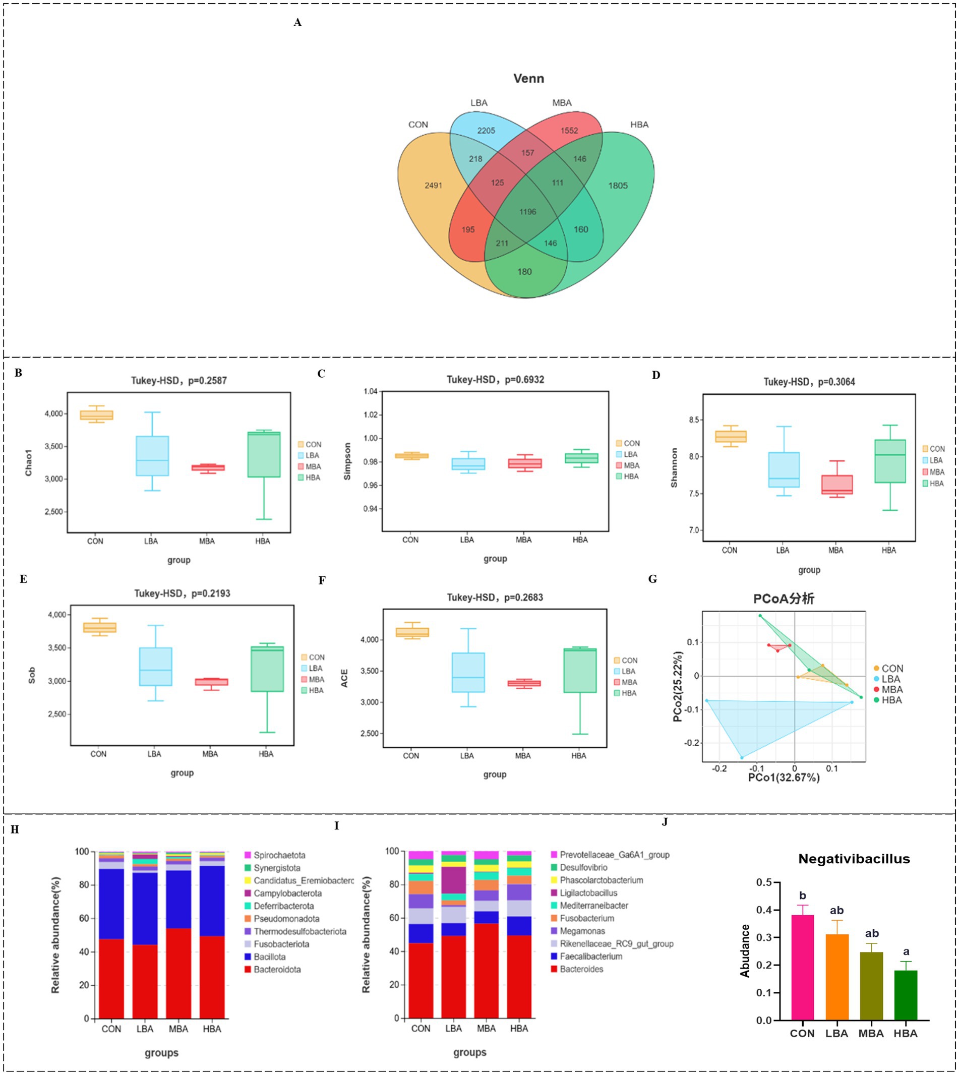 A composite image displaying various microbiome analysis results. Panel A shows a Venn diagram comparing OTUs among four groups: CON, LBA, MBA, and HBA. Panels B to F present box plots for different diversity indices: Chao1, Simpson, Shannon, Sobs, and ACE, showing no significant differences as per Tukey-HSD tests. Panel G presents a PCoA plot illustrating beta diversity across the same groups. Panels H and I display bar charts depicting the relative abundance of bacterial taxa across groups. Panel J shows a bar graph of the abundance of Negativibacillus with statistical significance indicated.