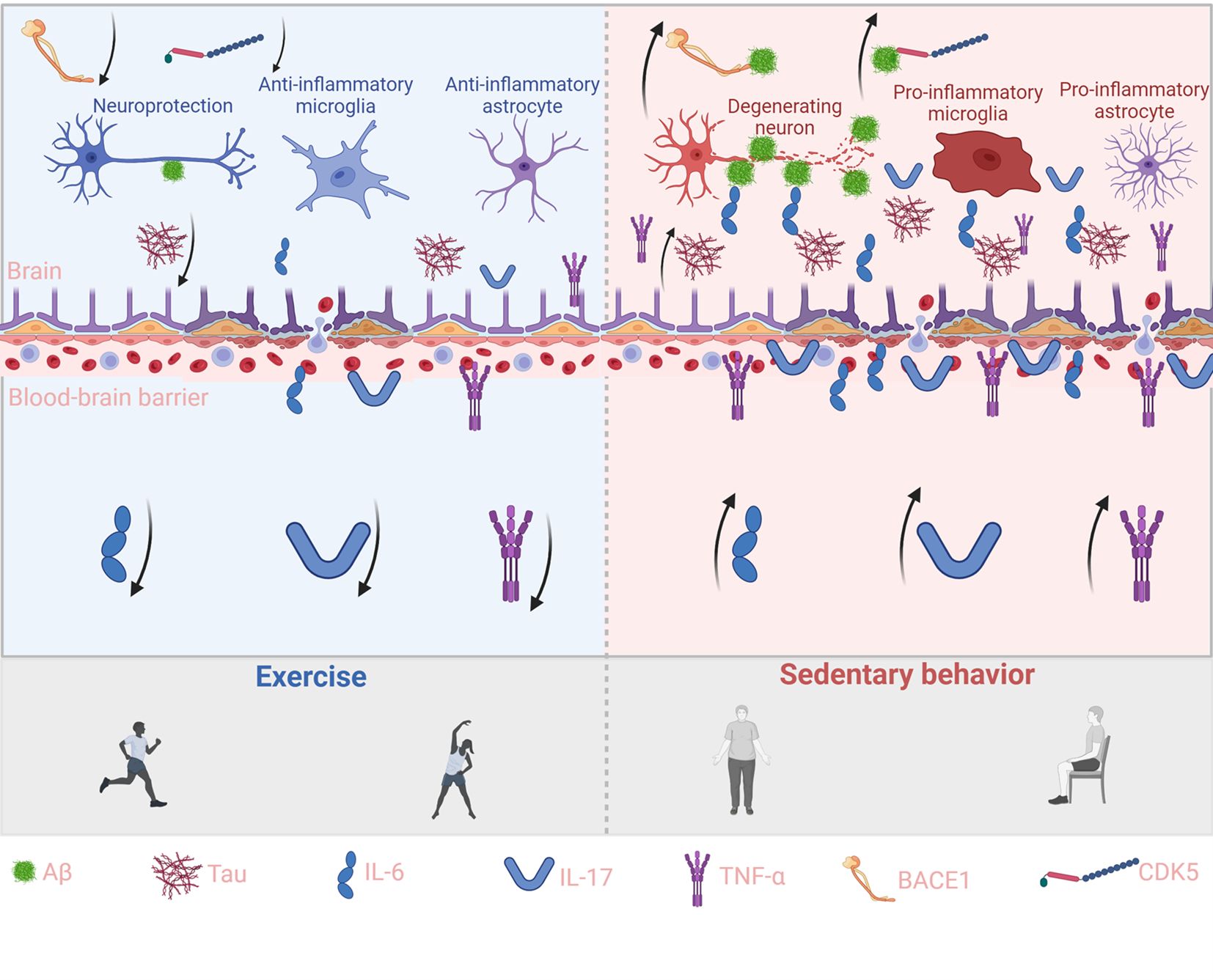 Illustration showing effects of exercise versus sedentary behavior on neuroinflammation. Left: Exercise promotes anti-inflammatory microglia and astrocytes, and neuroprotection. Right: Sedentary behavior induces pro-inflammatory microglia and astrocytes, and neuron degeneration. Key molecules include amyloid-beta, tau, IL-6, IL-17, TNF-alpha, BACE1, and CDK5. Exercise is depicted with active people; sedentary behavior with inactive ones.