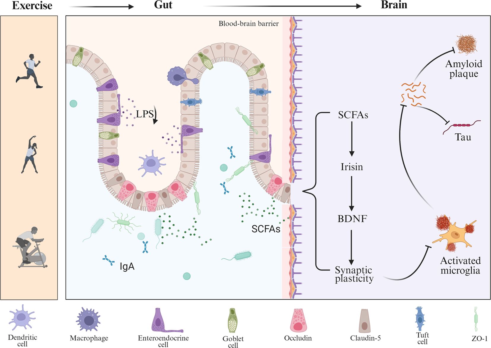 Diagram showing the relationship between exercise, gut, and brain. Exercise influences gut activity, generating LPS, IgA, and SCFAs. SCFAs cross the blood-brain barrier, affecting irisin and BDNF, which enhance synaptic plasticity and influence amyloid plaques, tau proteins, and microglia activation. Cells shown include dendritic, macrophage, enteroendocrine, goblet, occludin, claudin-5, tuft, and ZO-1.
