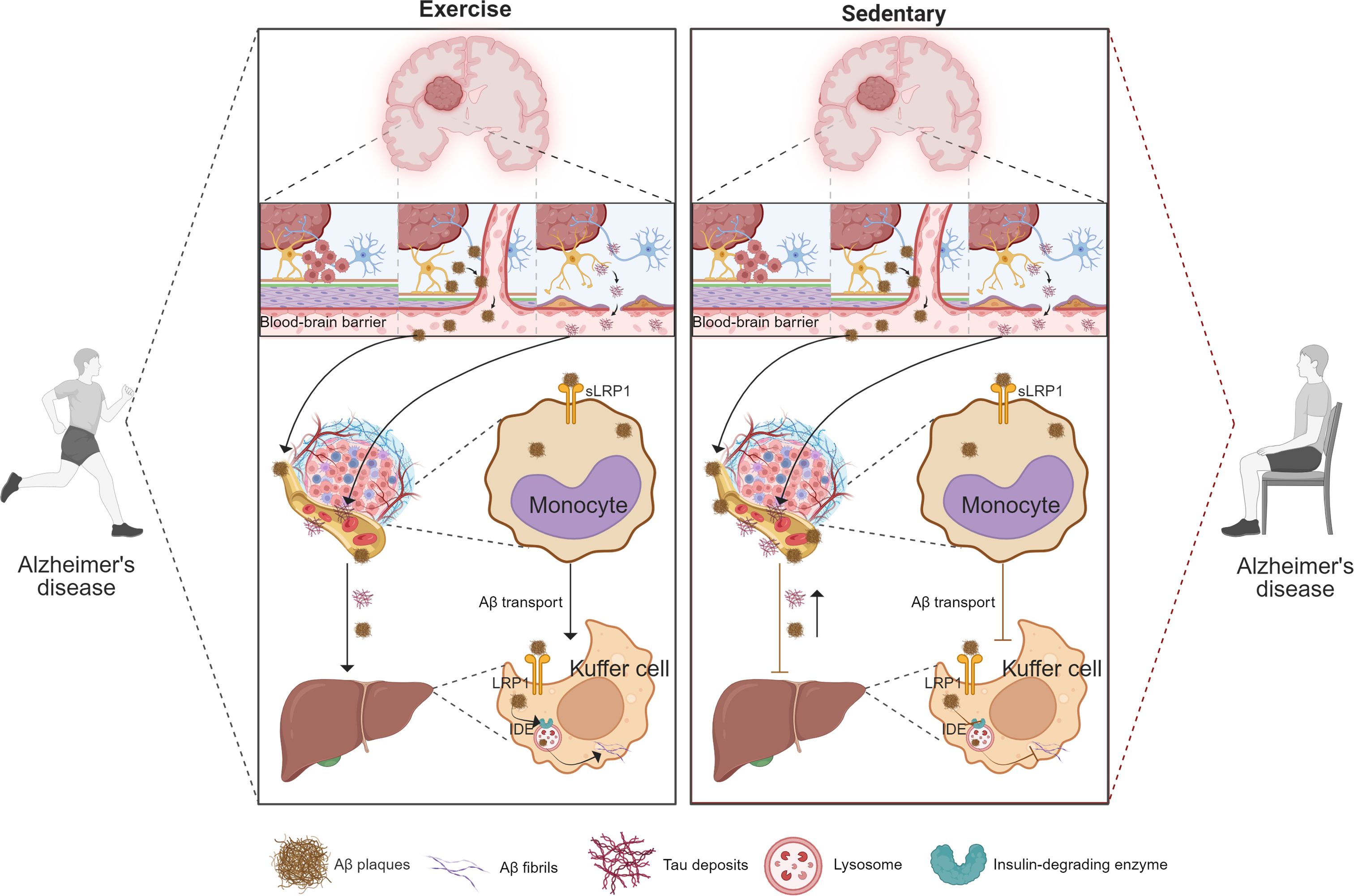 Diagram comparing the effects of exercise versus a sedentary lifestyle on Alzheimer's disease progression. The exercise side shows improved amyloid-beta (Aβ) transport across the blood-brain barrier, with active monocytes and Kupffer cells aiding in Aβ degradation. The sedentary side shows reduced Aβ transport and increased accumulation. Symbols indicate components like Aβ plaques, fibers, tau deposits, lysosomes, and insulin-degrading enzymes. Illustrations depict the brain, blood-brain barrier, and liver, highlighting differences in monocyte and Kupffer cell function.