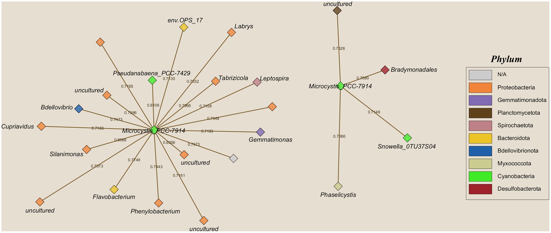 Network diagram displaying microbial associations centered around