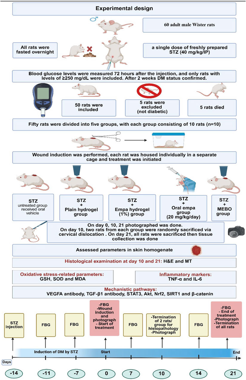 Illustration of an experimental design showing a study on 60 male Wistar rats. Steps include fasting, STZ injection, blood glucose measurement, and division into five treatment groups. The groups receive different treatments. The process involves wound induction, photography, and sacrifice for tissue collection. Key parameters assessed are oxidative stress, inflammatory markers, and mechanistic pathways. The timeline covers 21 days with specific actions marked at intervals.